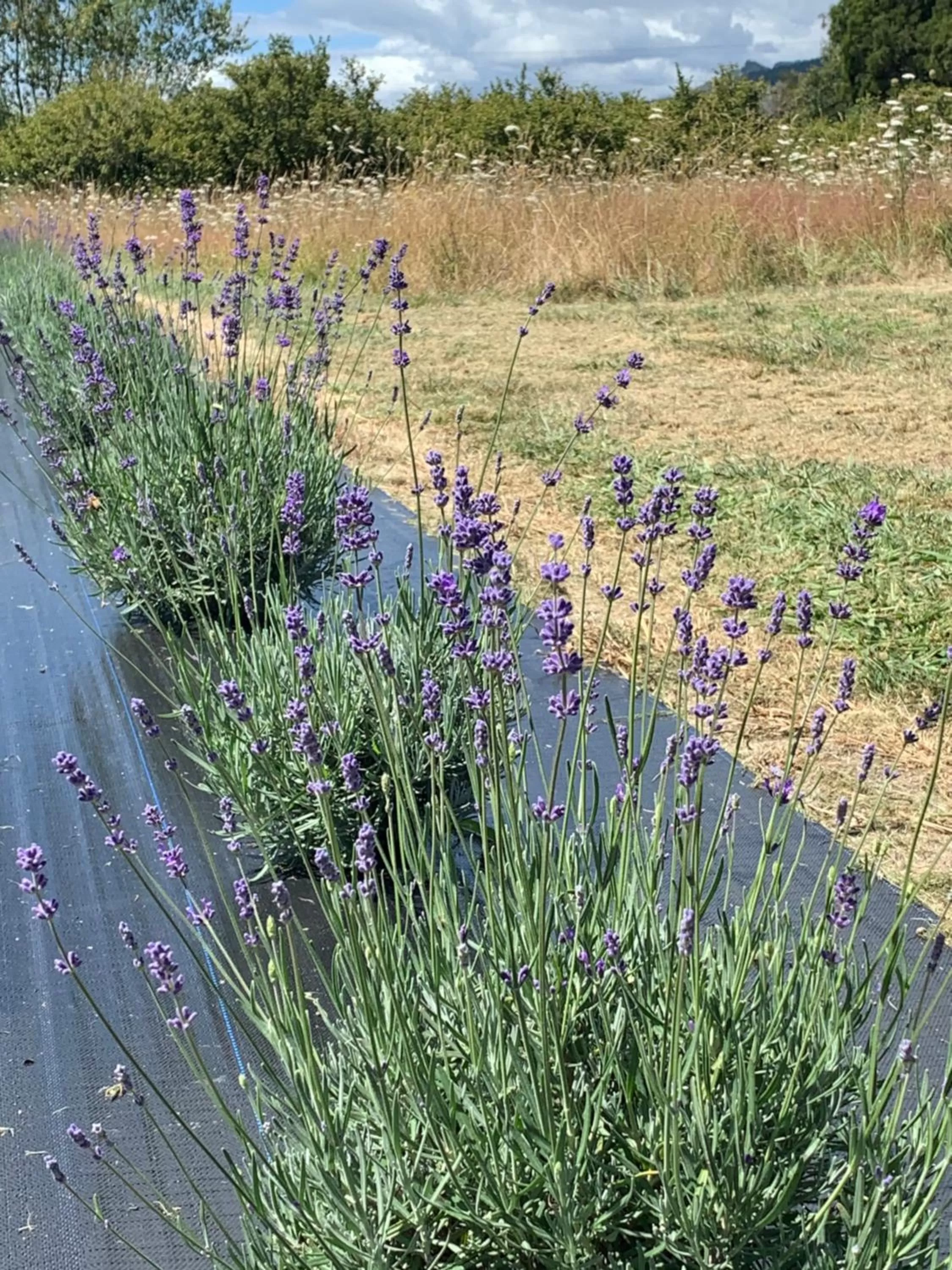 Garden in Quail Farm, Colonial charm