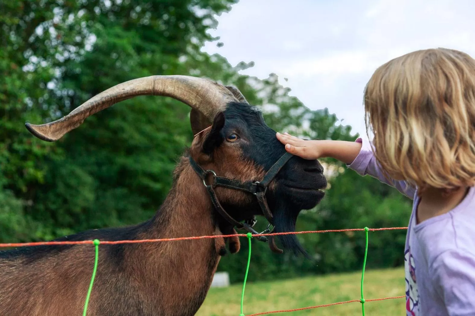 Animals, Other Animals in Le Moulin
