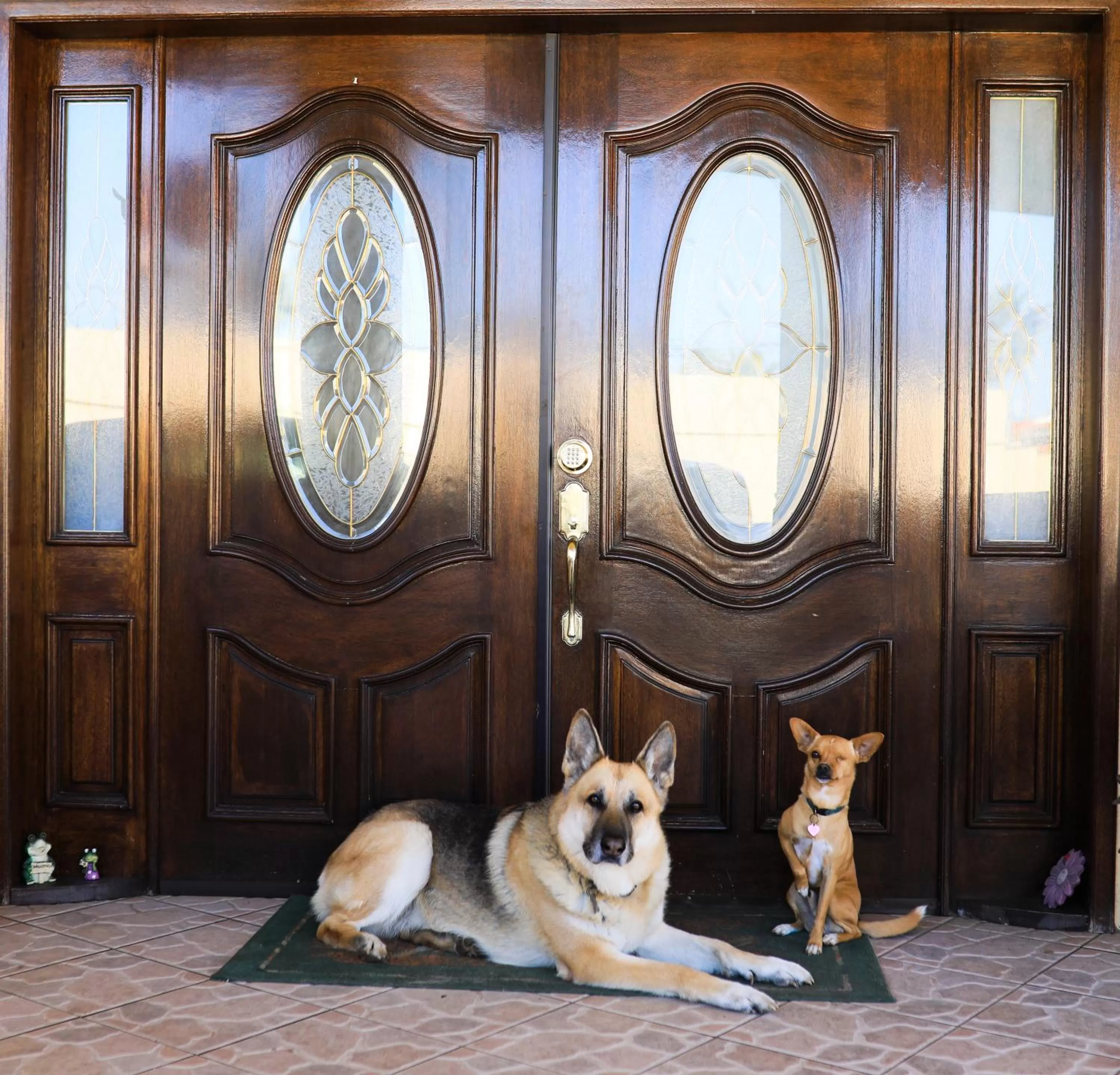 Pets in Playa Hermosa Inn at the beach