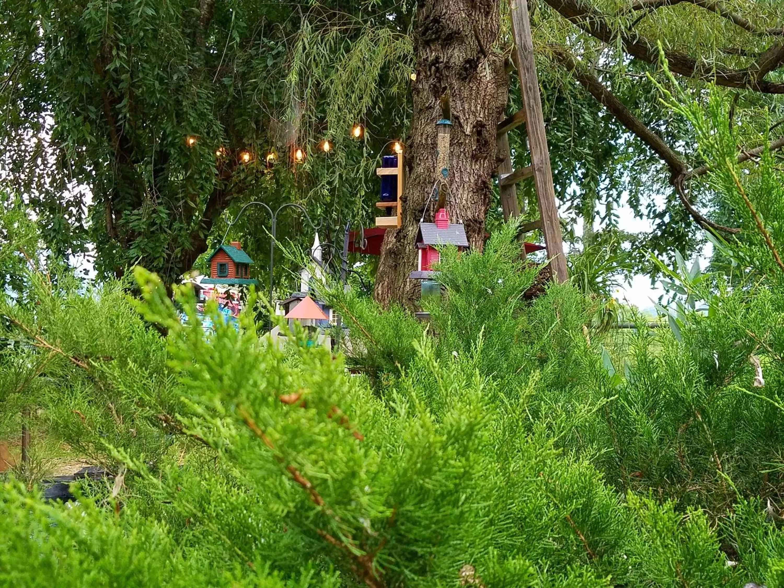 Blue Ridge Manor Bed and Breakfast