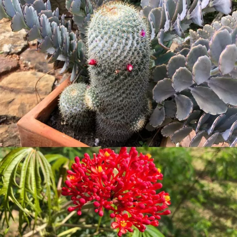 Garden, Other Animals in Posada Finca San Vicente B&B