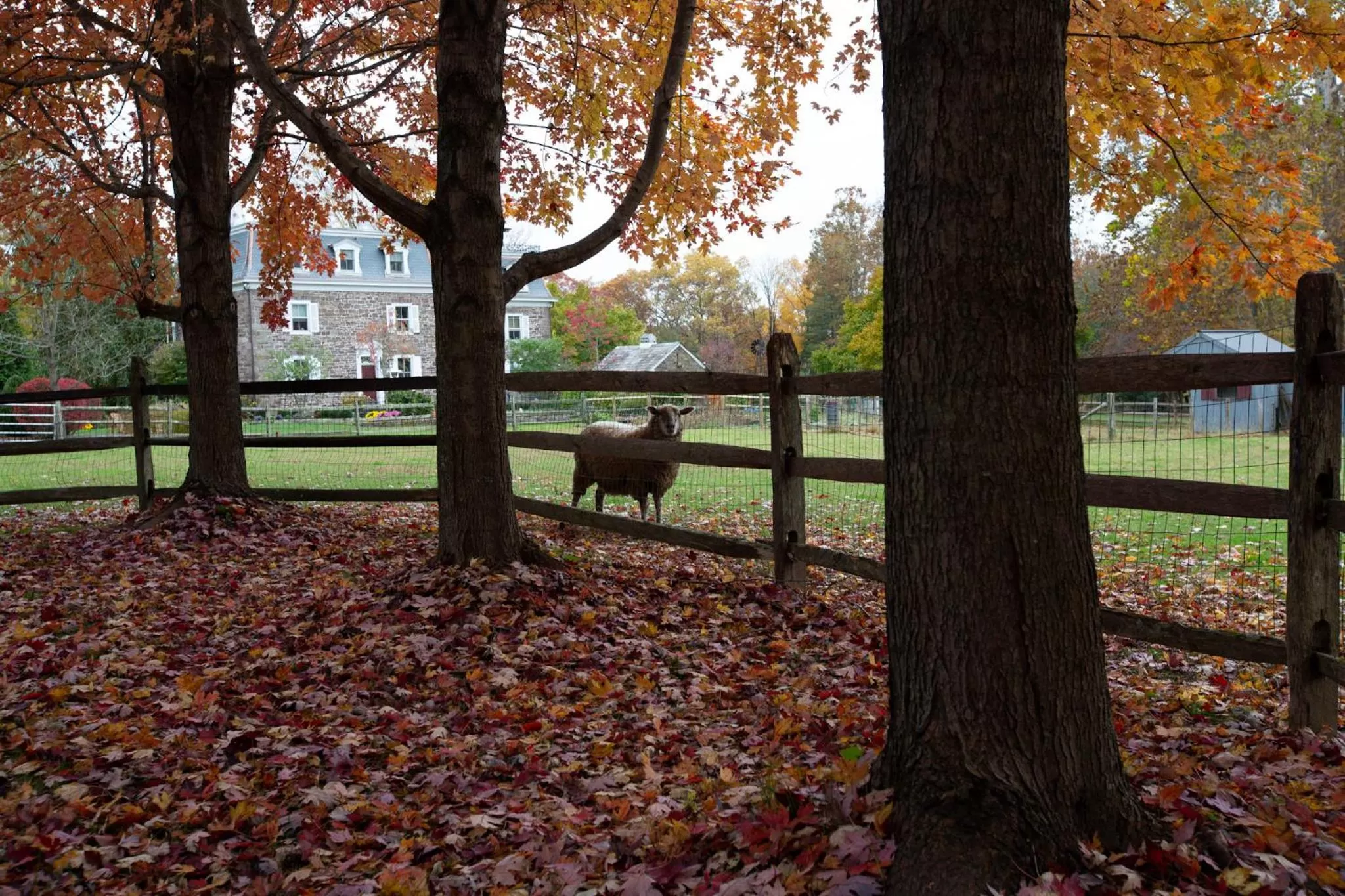 Animals in Woolverton Inn