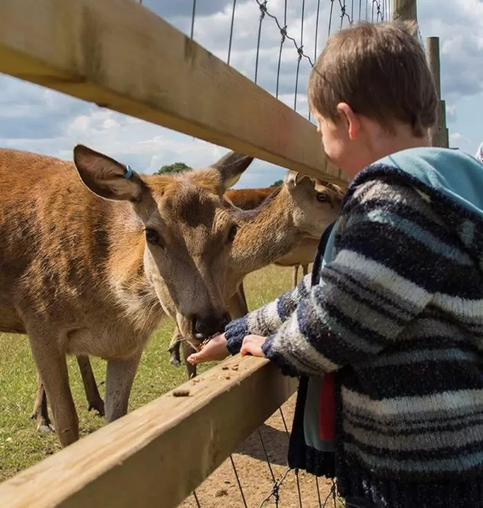 Other Animals in Cosy Bee