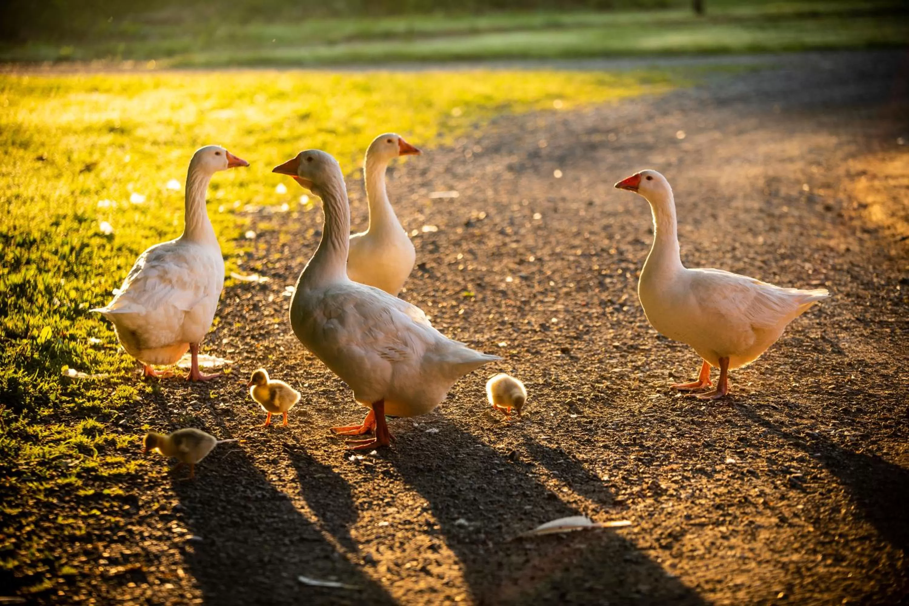 Animals in Hershey Farm Resort