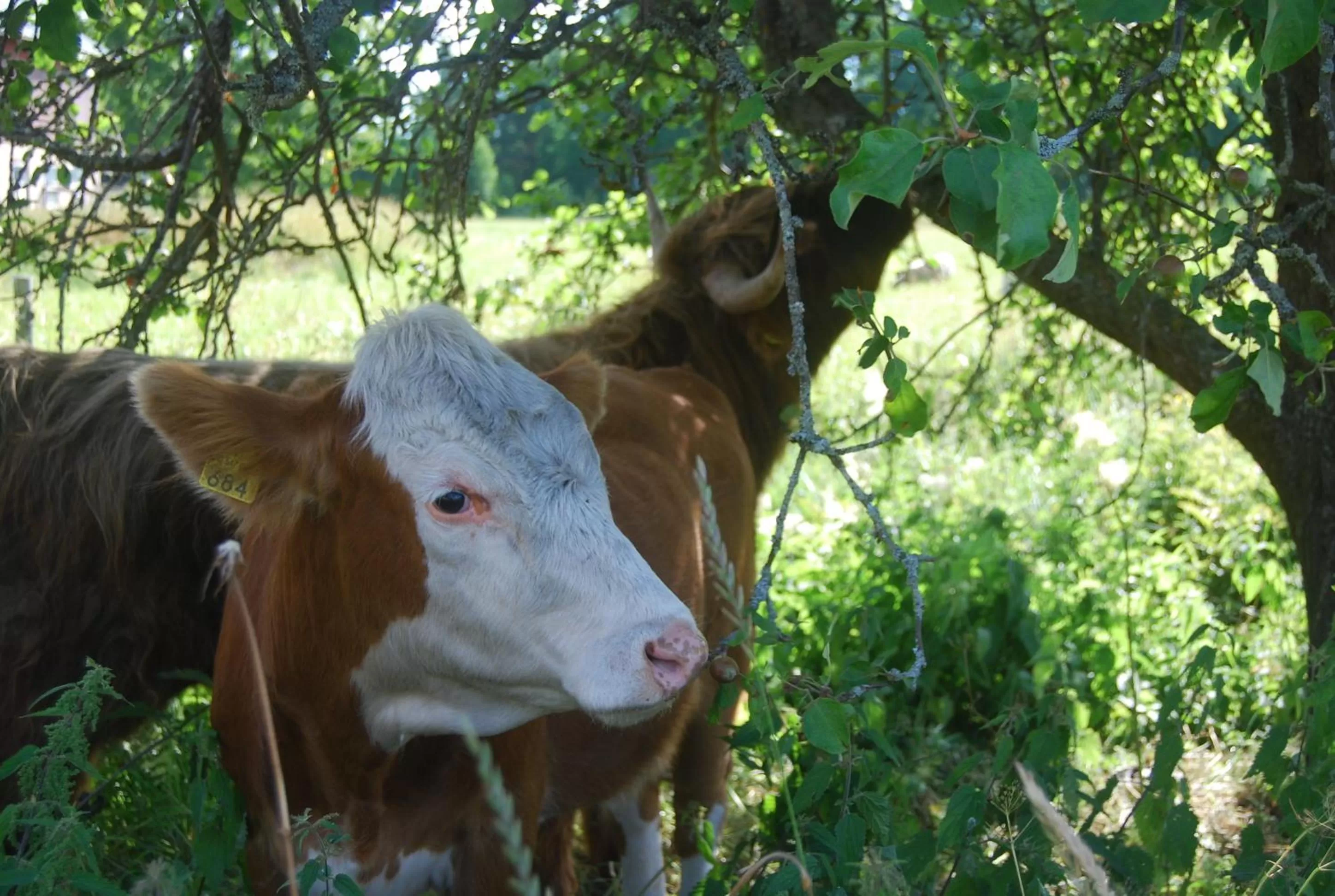 Pets, Other Animals in Amalia