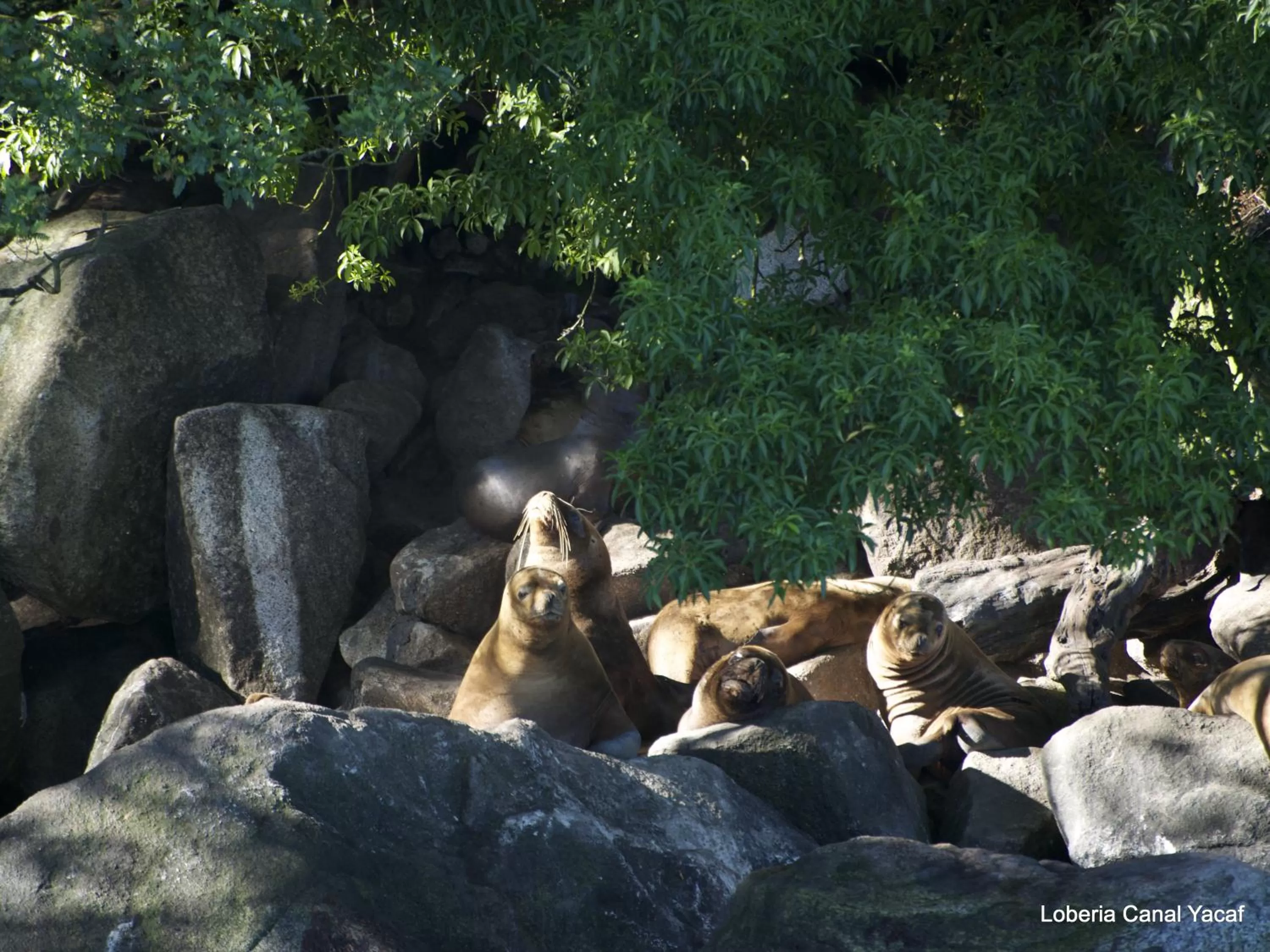 Nearby landmark, Other Animals in Posada Queulat