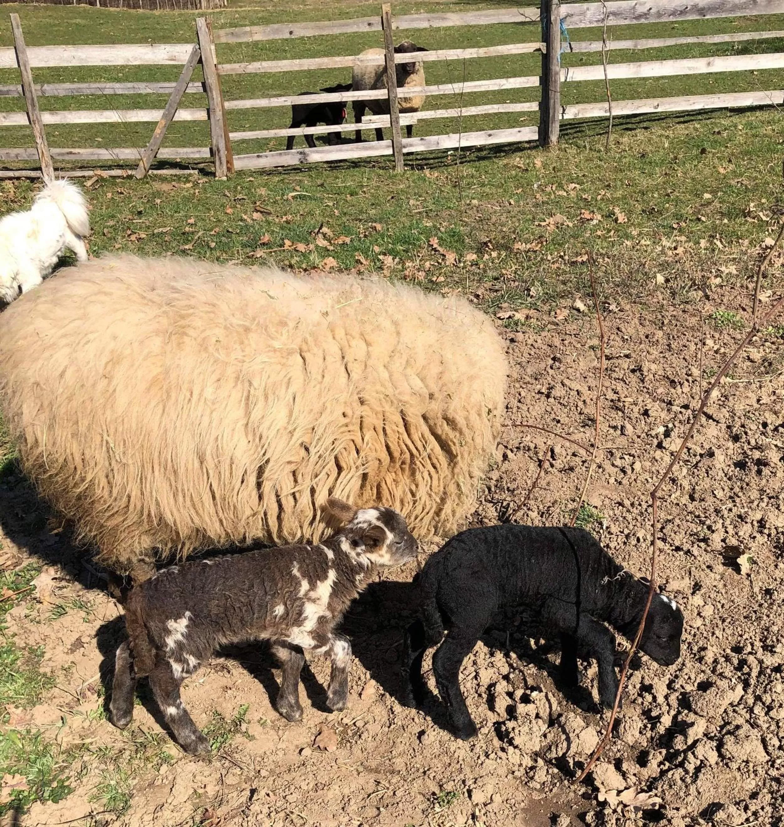 Day in Pensiunea SilvAnka