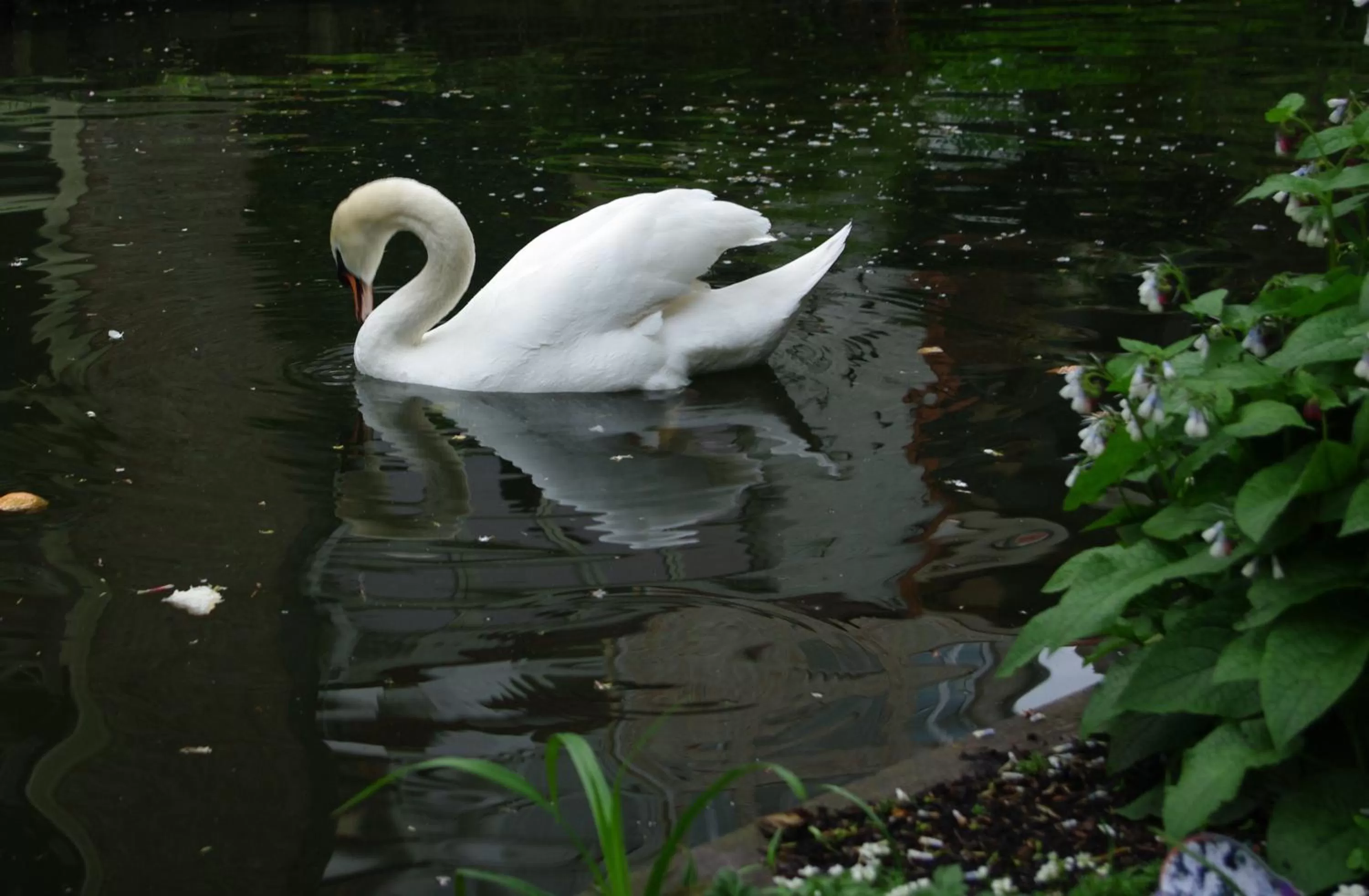 Animals in B&B Canal Deluxe