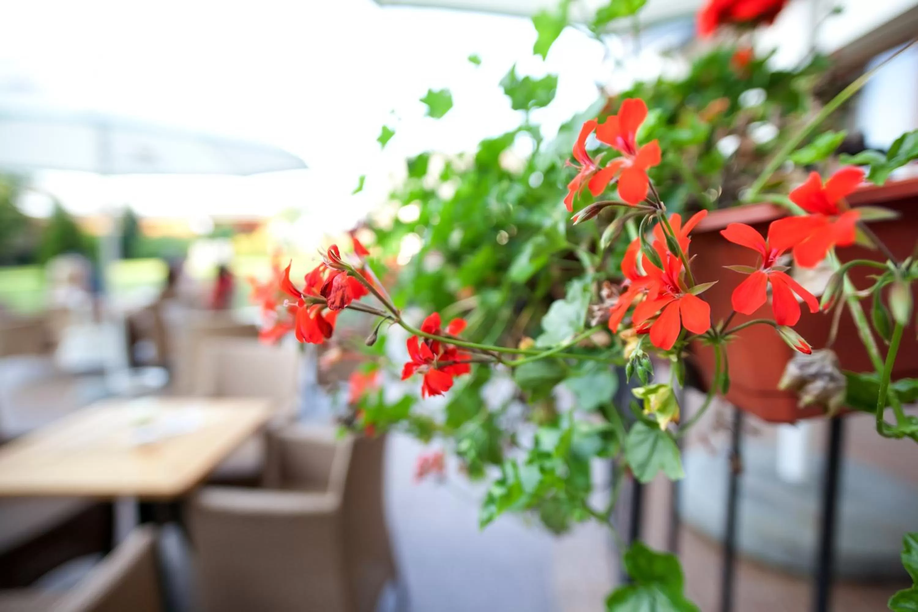 Garden in Hotel Rezydencja Solei
