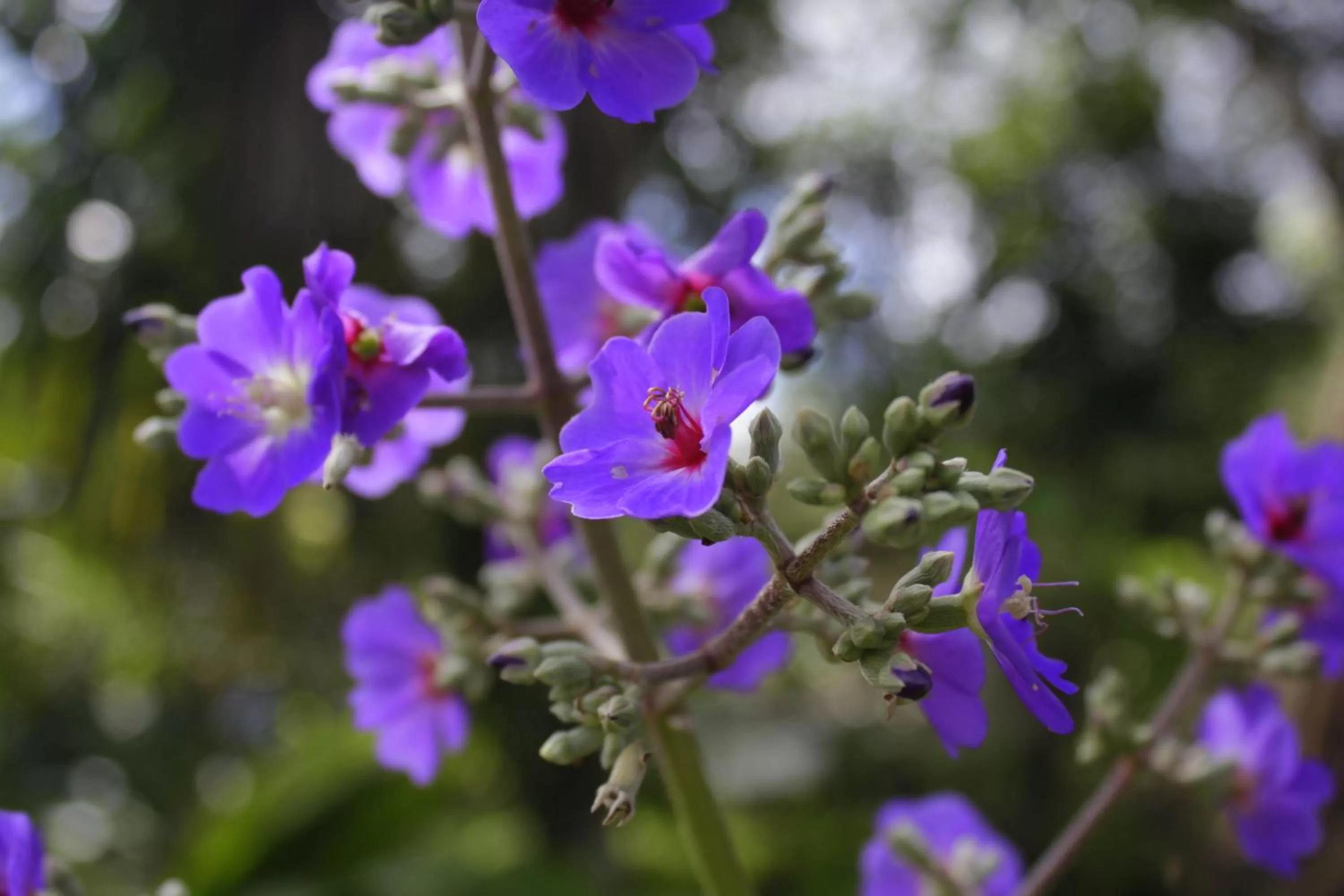 Garden, Other Animals in Loma Real Hot Springs Bed & Breakfast