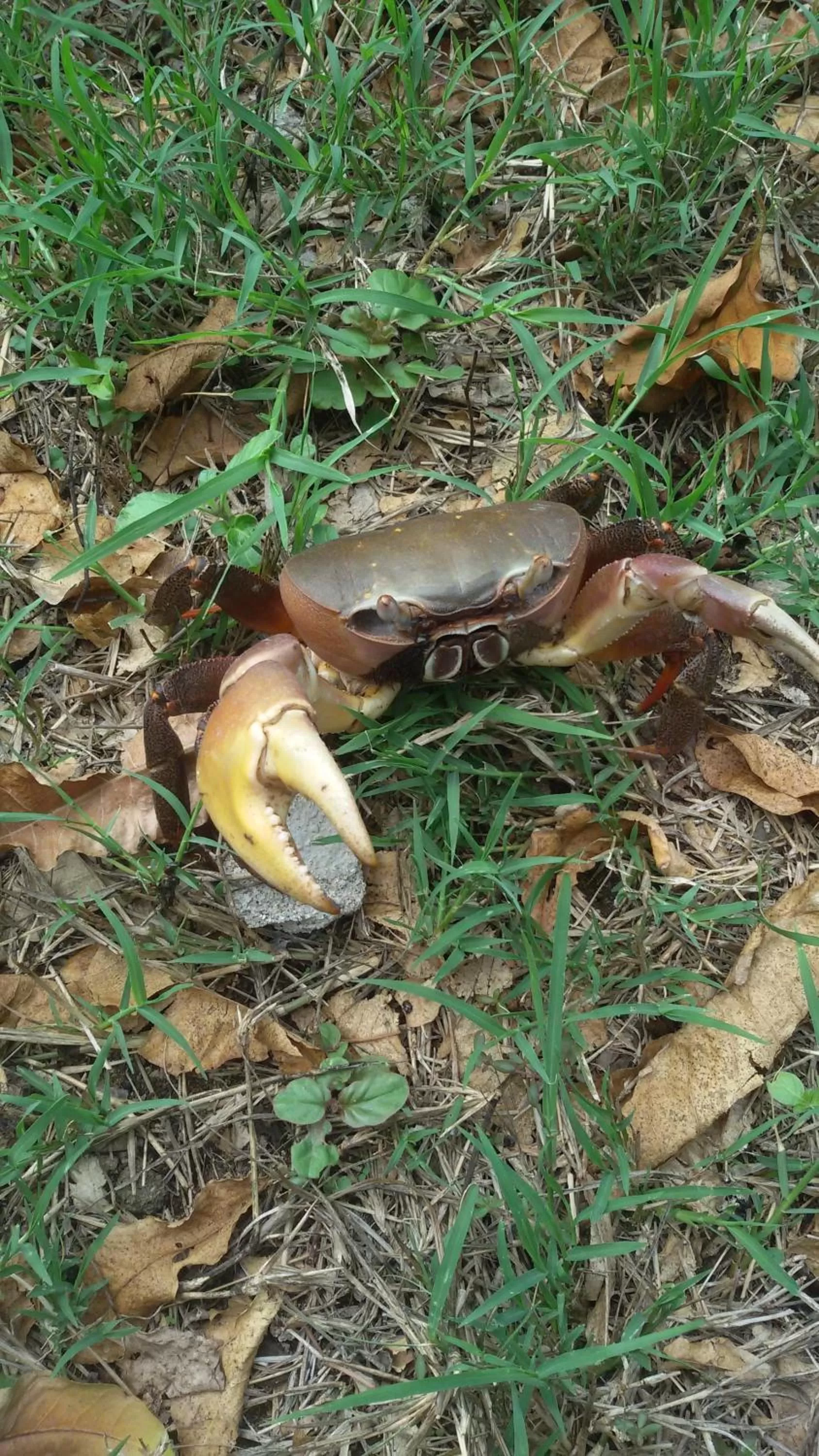 Beach, Other Animals in Bahari Pori Resort