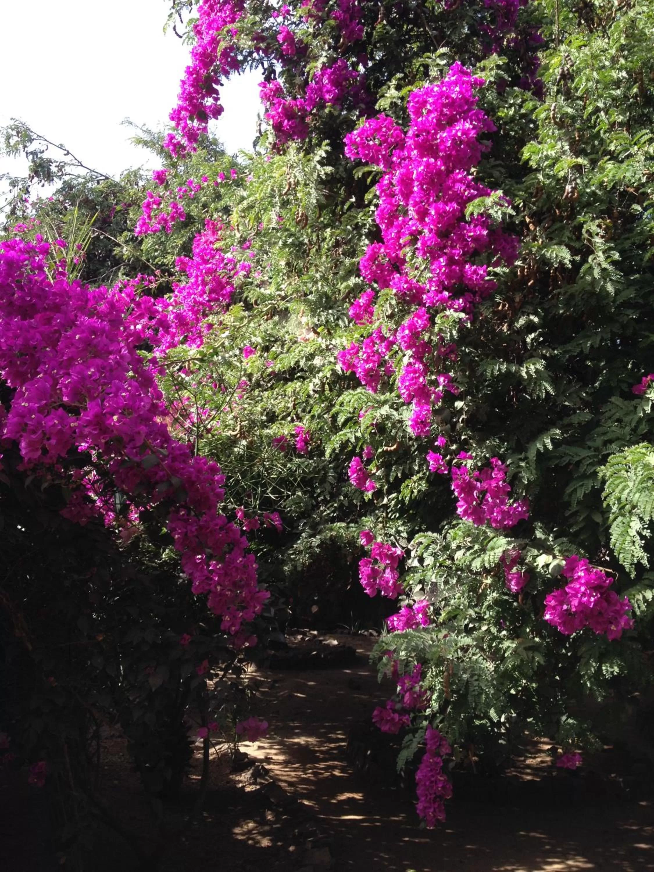 Garden in Villa Morabeza Guest House