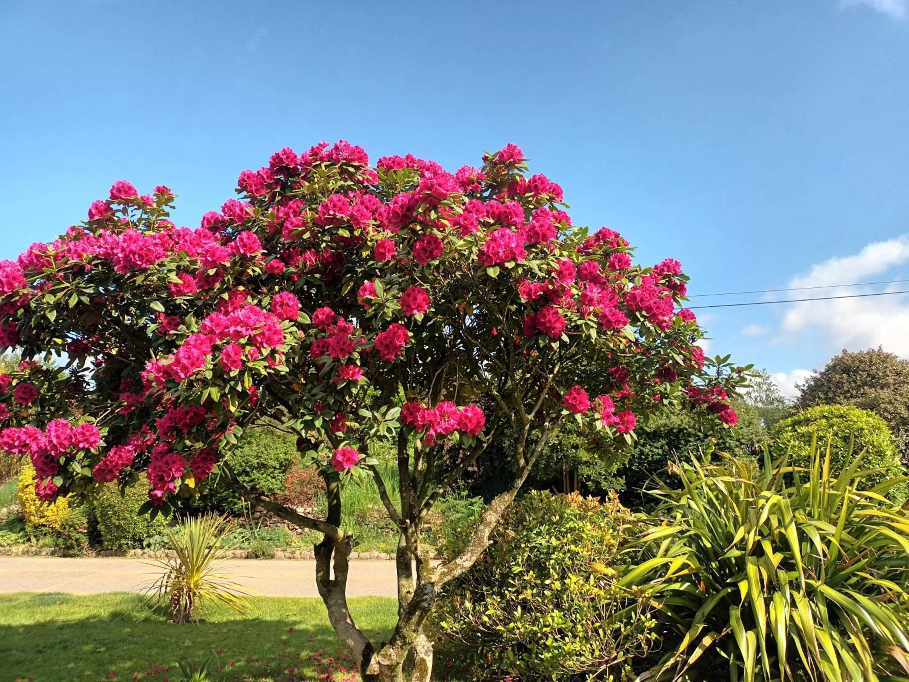 Natural landscape, Garden in Le Manoir de Kérofil ** Gîte et chambres d'hôtes **