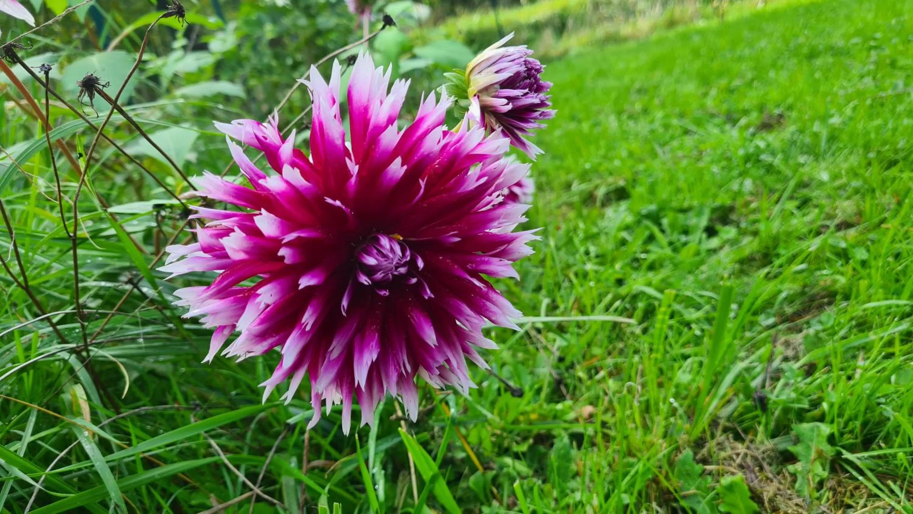 Garden in lesroses1680