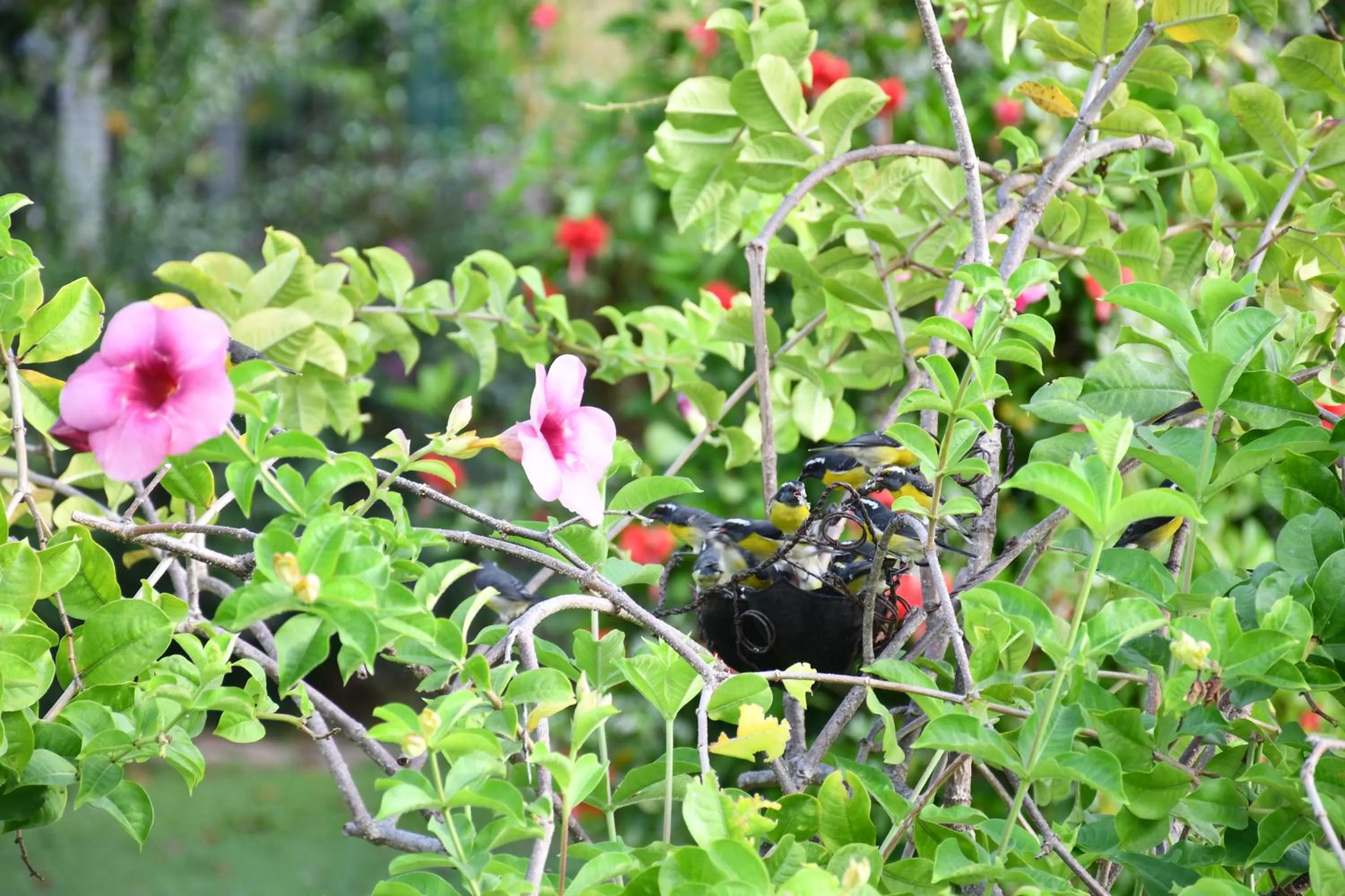 Garden view in Hôtel Les Bananiers