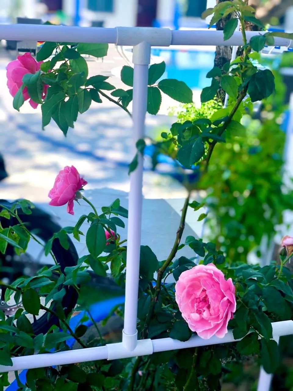 Garden view in La Vita Hotel