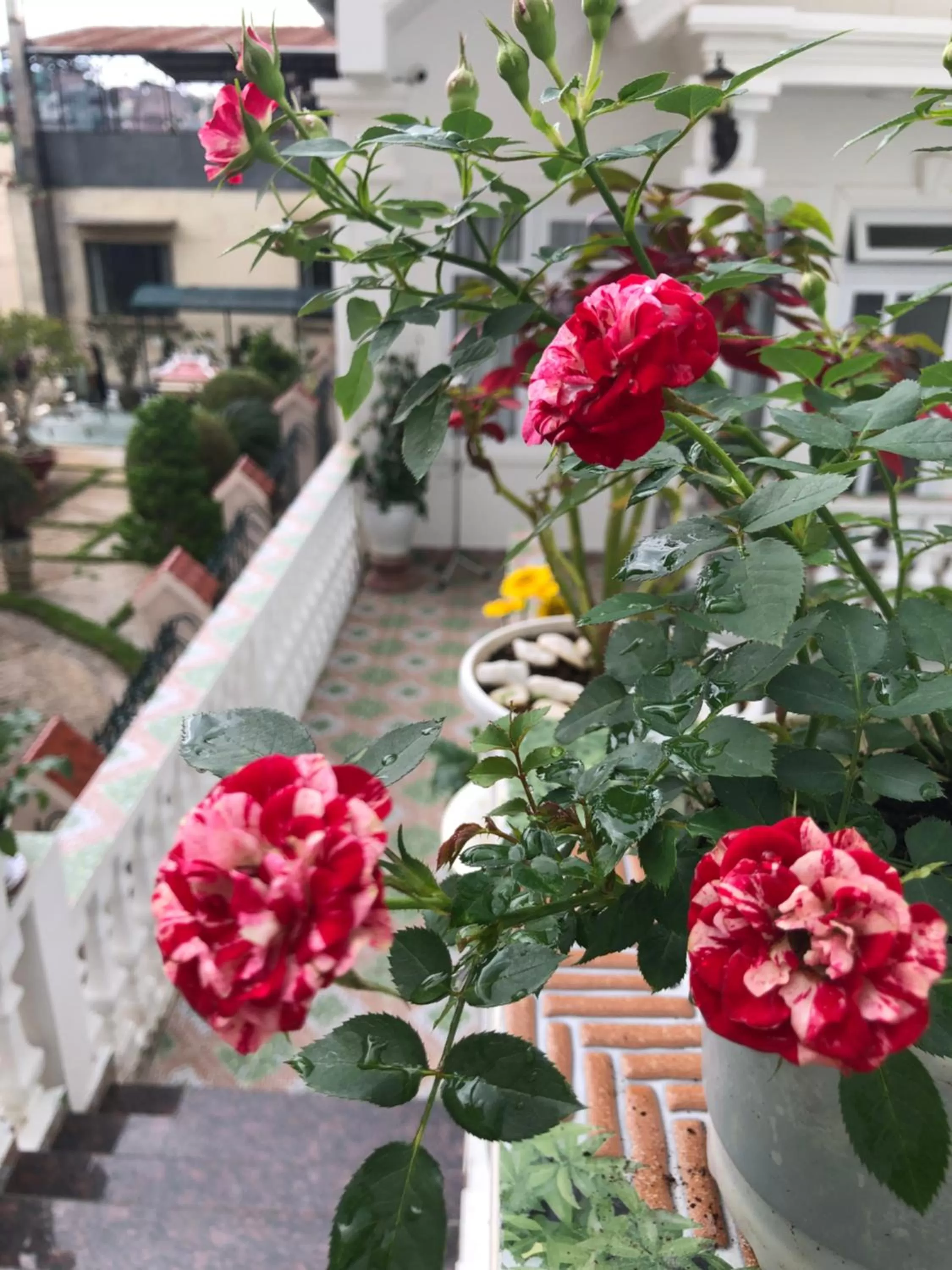 Natural landscape in Villa - Hotel Nam Khang 2 Dalat