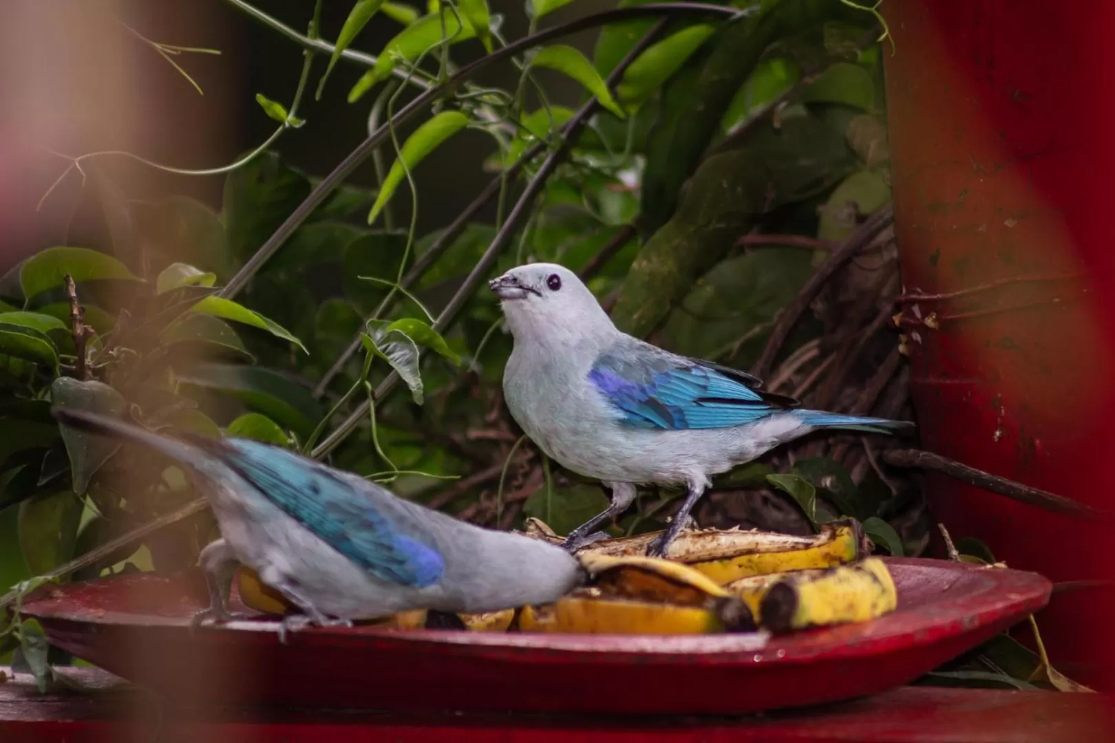 Activities, Other Animals in Hacienda Venecia Coffee Farm Hotel