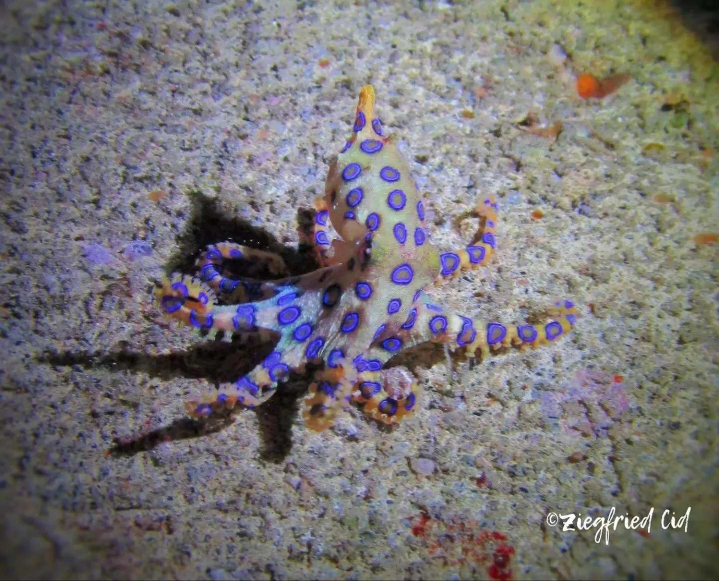 AivyMaes Divers Resort