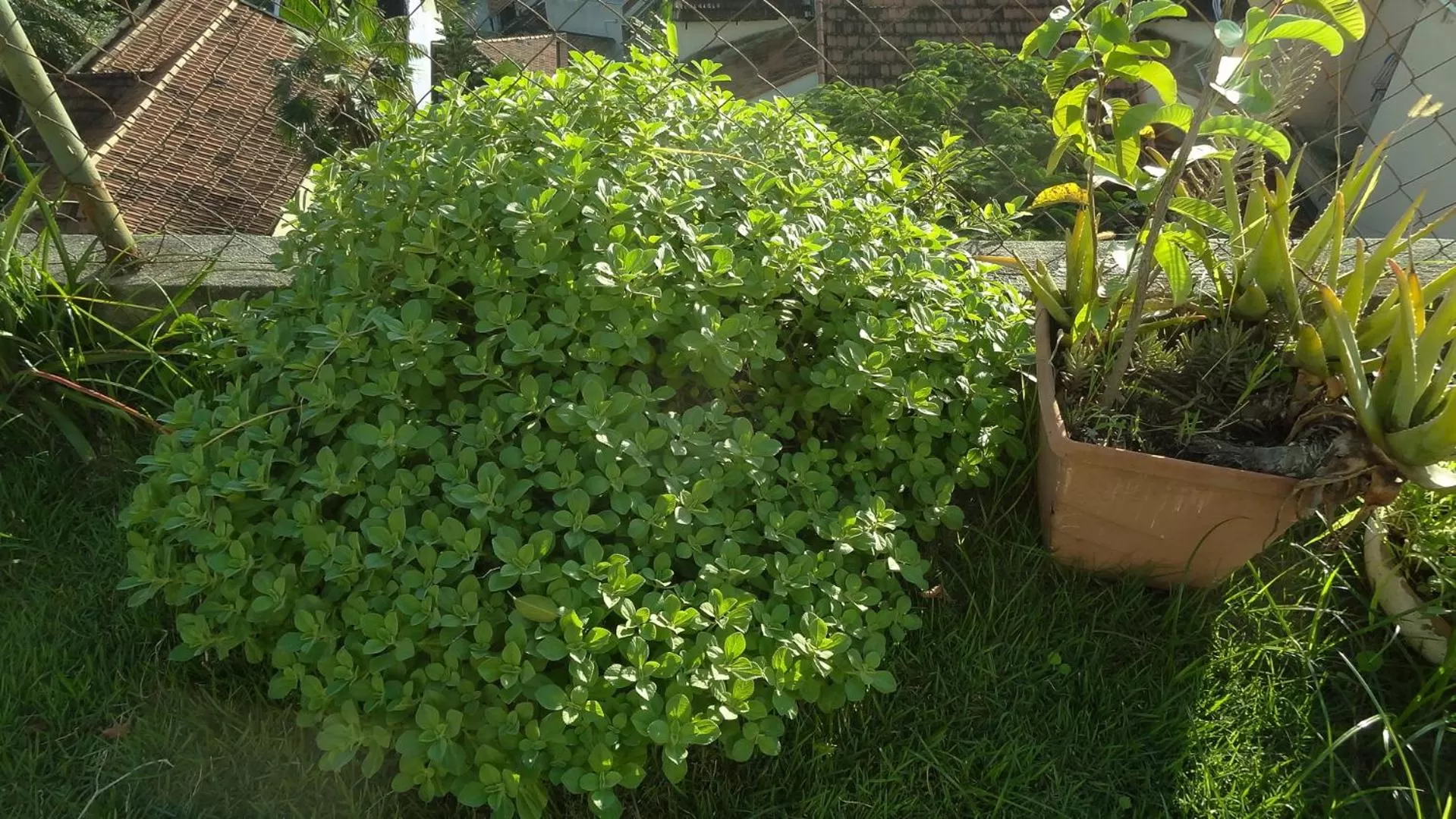 Day, Garden in Casa da Gente