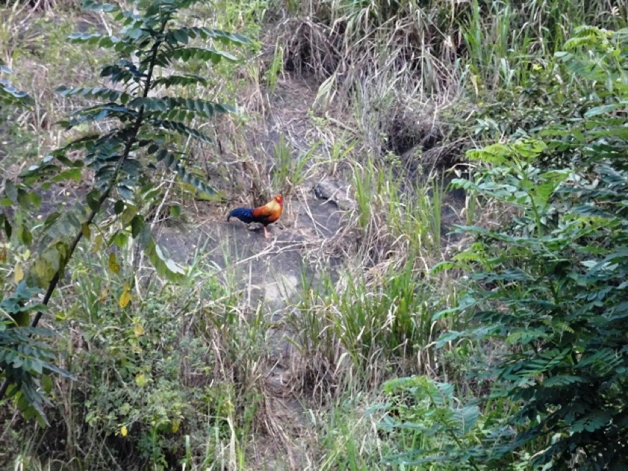 Animals in Hanthana House