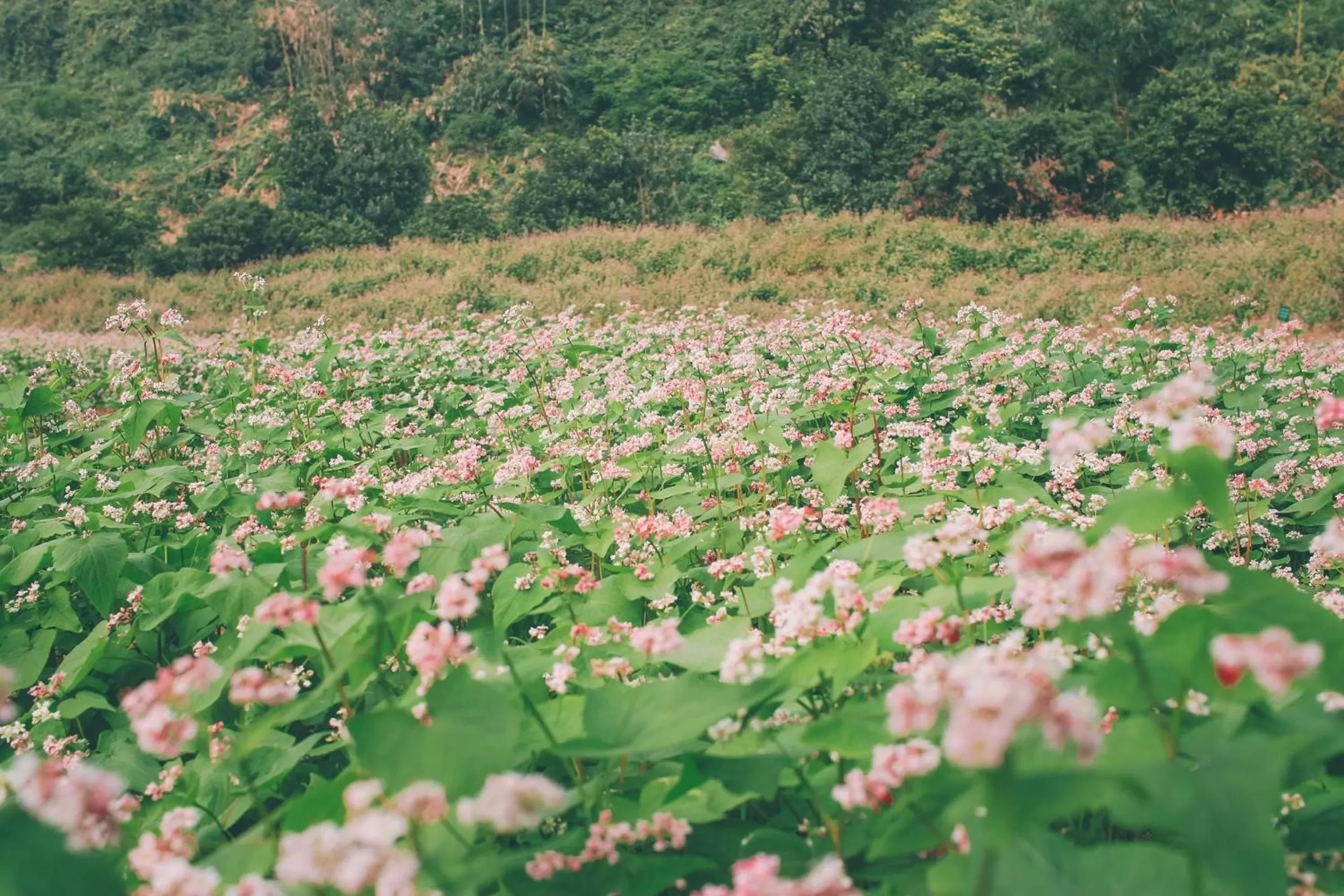 Natural landscape in Thung Nham Resort
