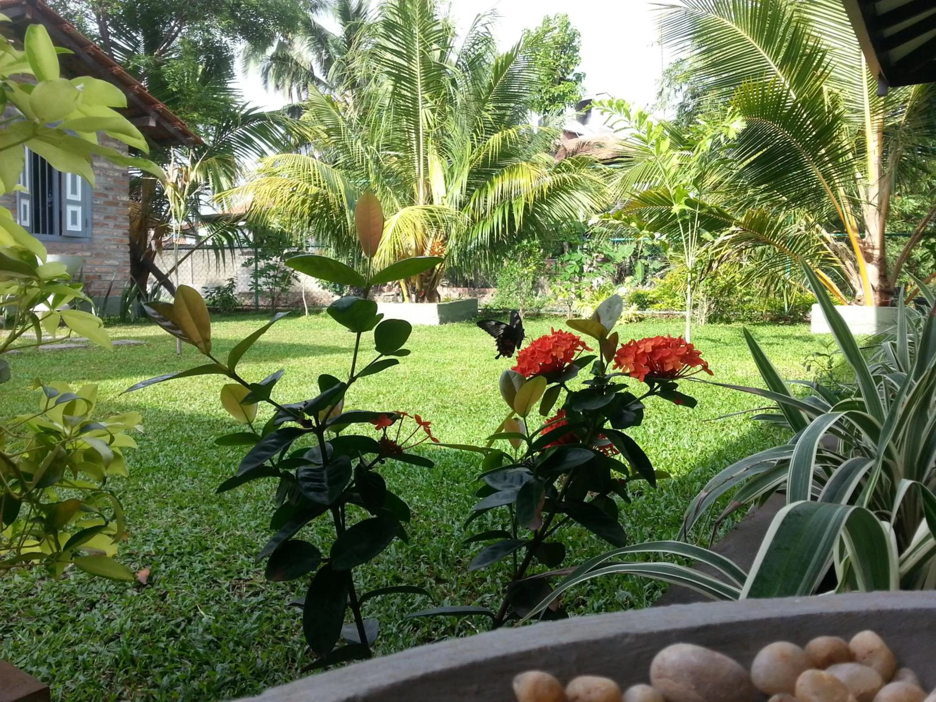 Animals, Garden in Green Wood Villa Negombo