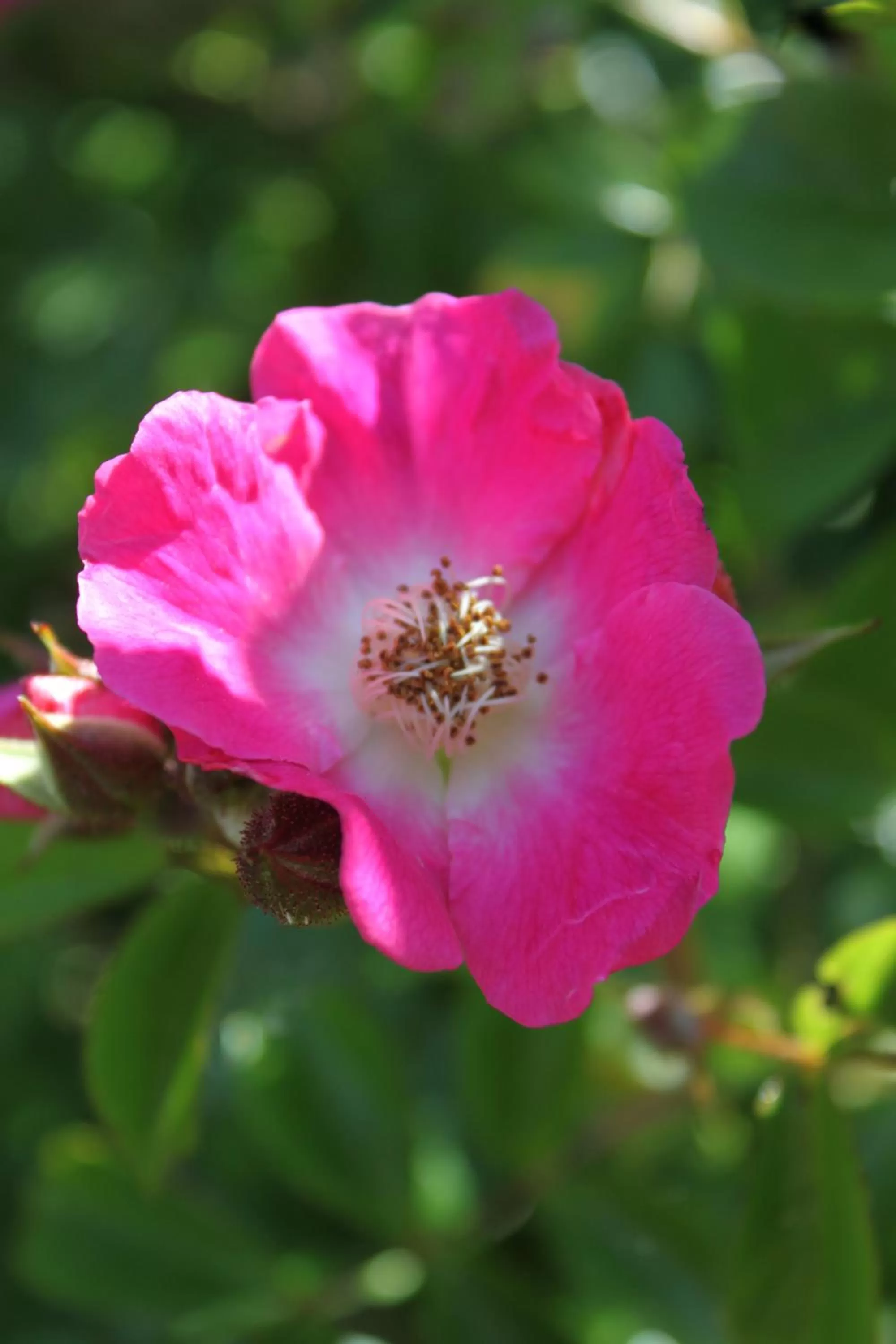 Garden in La Romance et la Romanesque