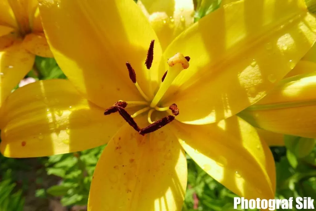 Summer in Gästehaus Pointner