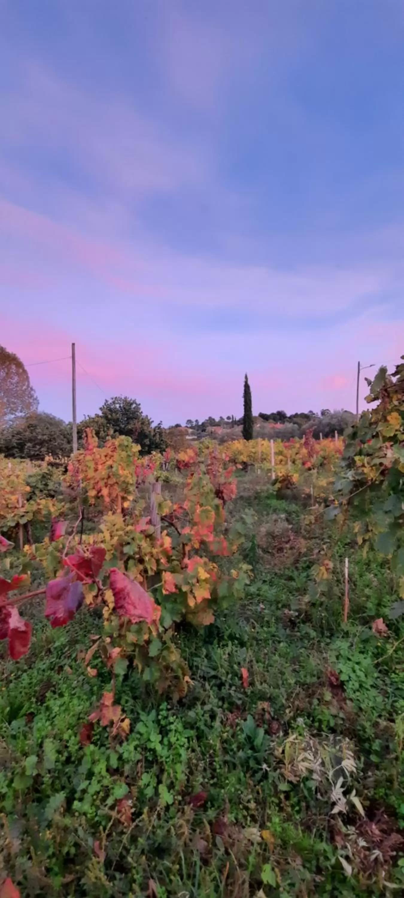 Natural landscape in Rectoral de Anllo