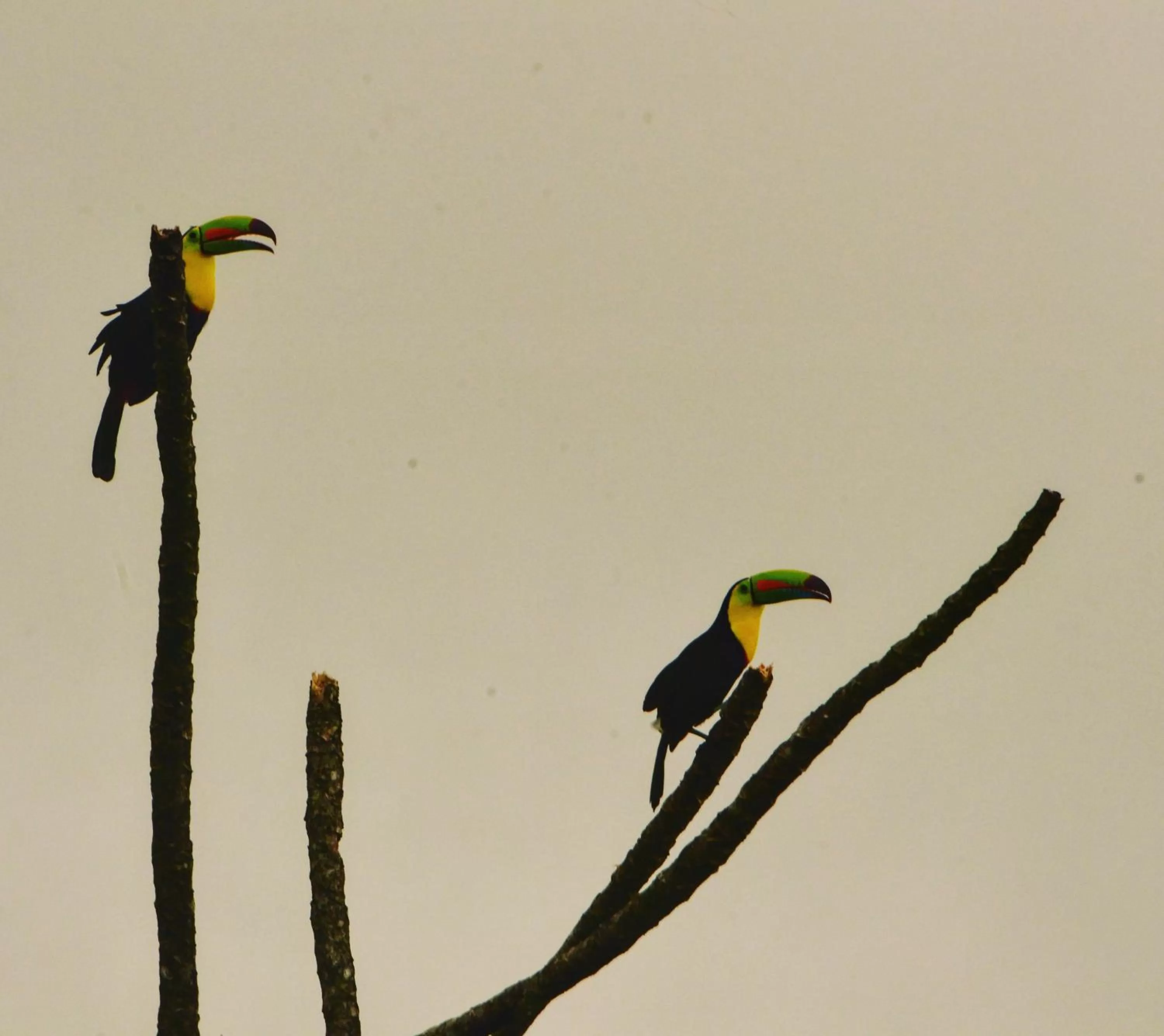 Animals in Birds & Breakfast Costa Rica