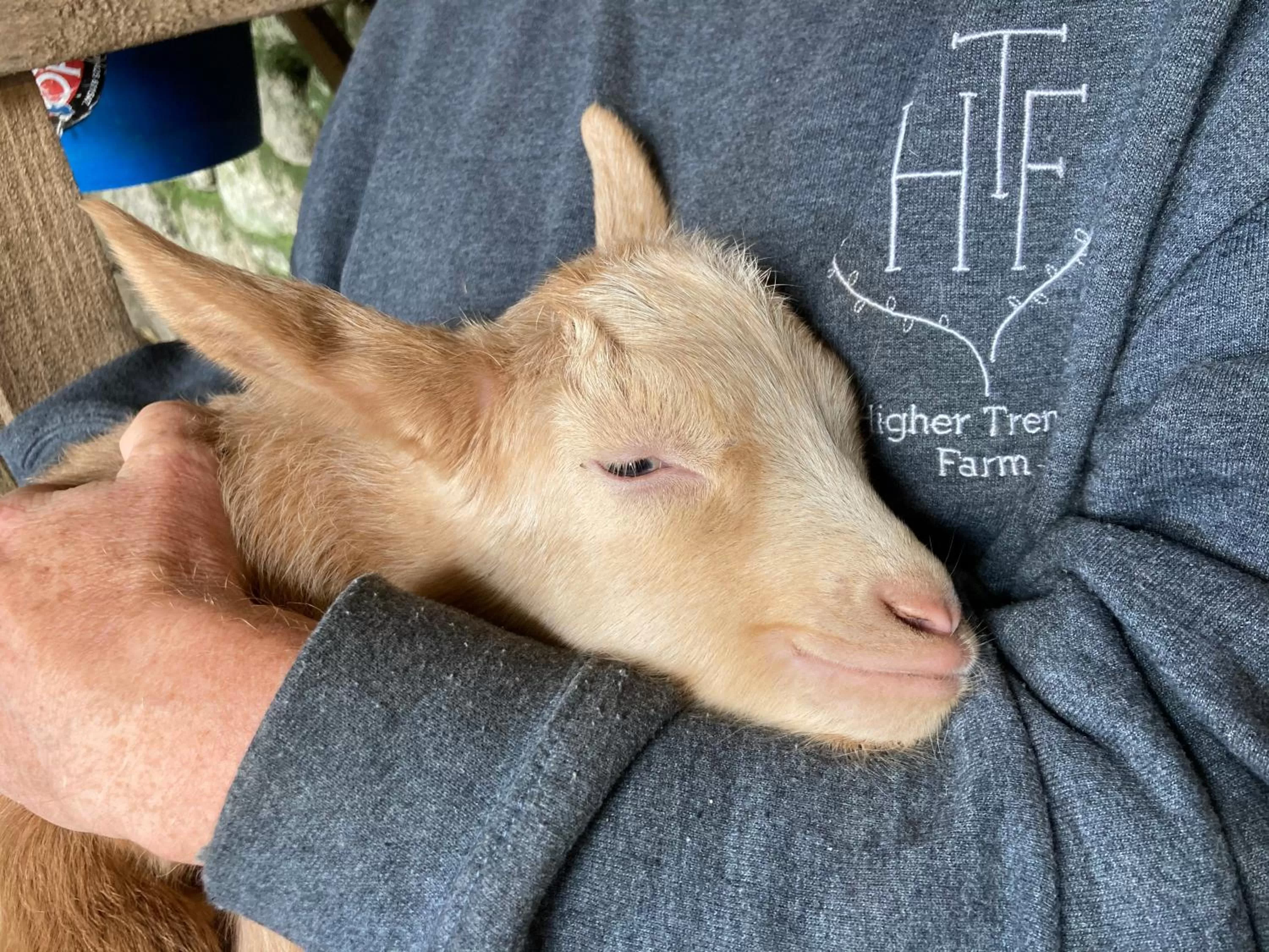 Animals in Higher Trenear Farm B&B