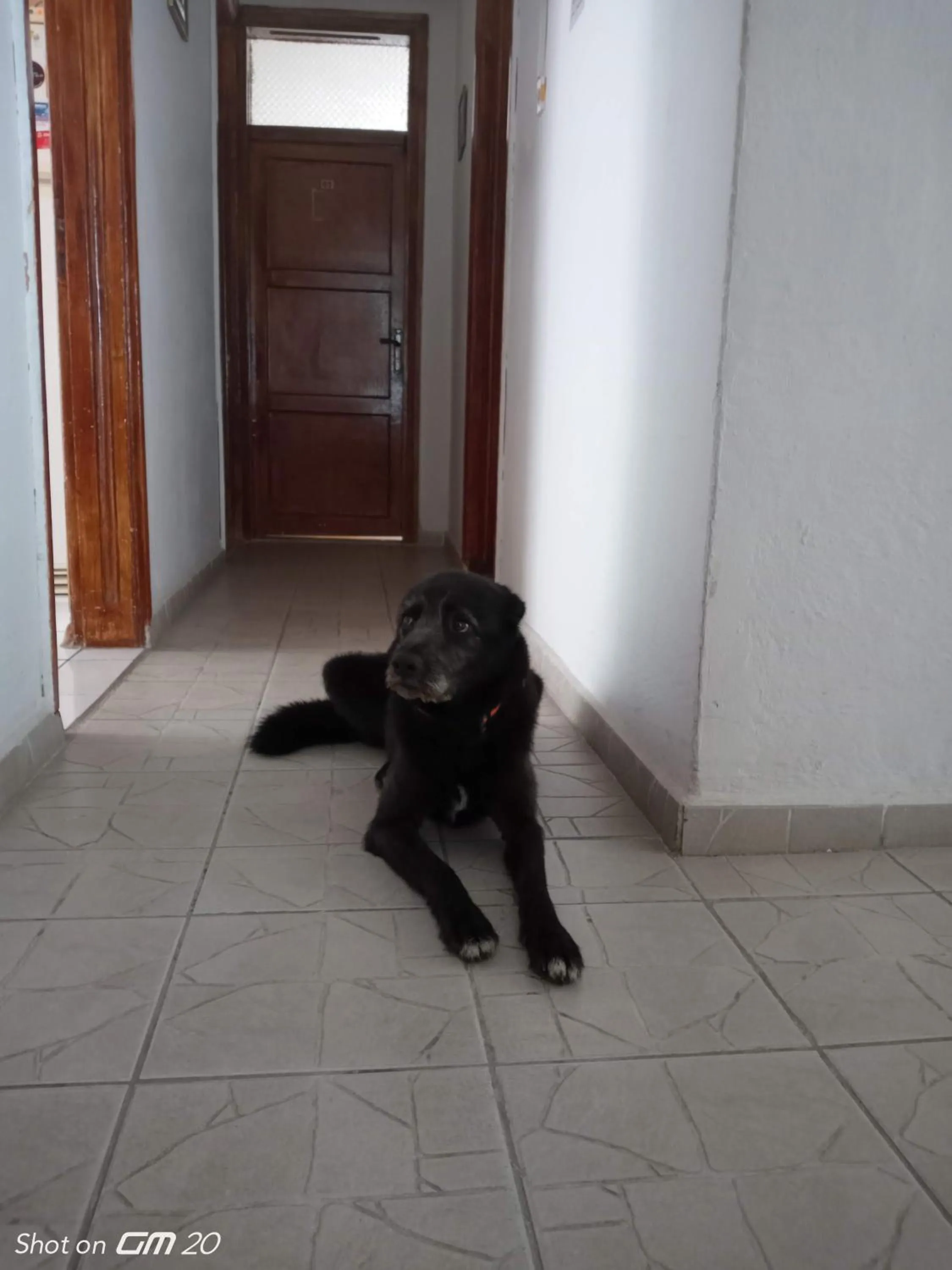 Pets in HZD Apartments Hostel