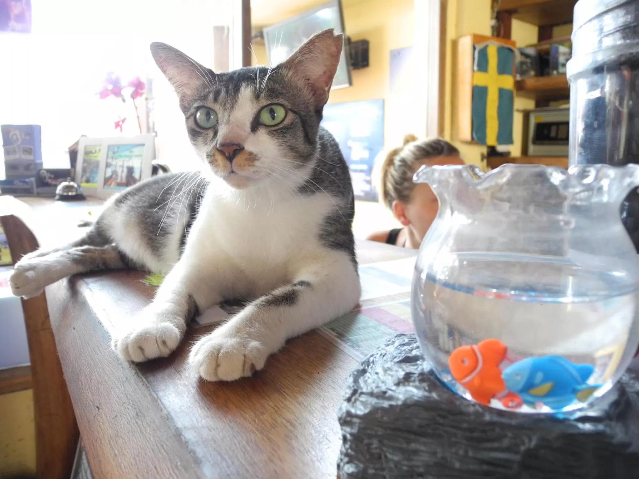 Lobby or reception, Pets in Gili Divers Hotel