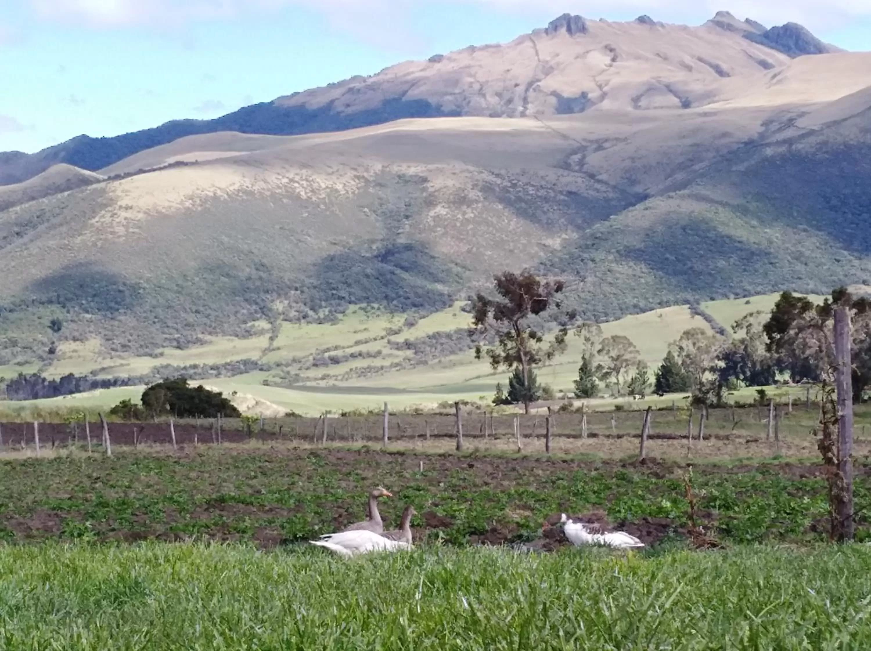 Mountain View in Ruta de los volcanes "Casa de campo"