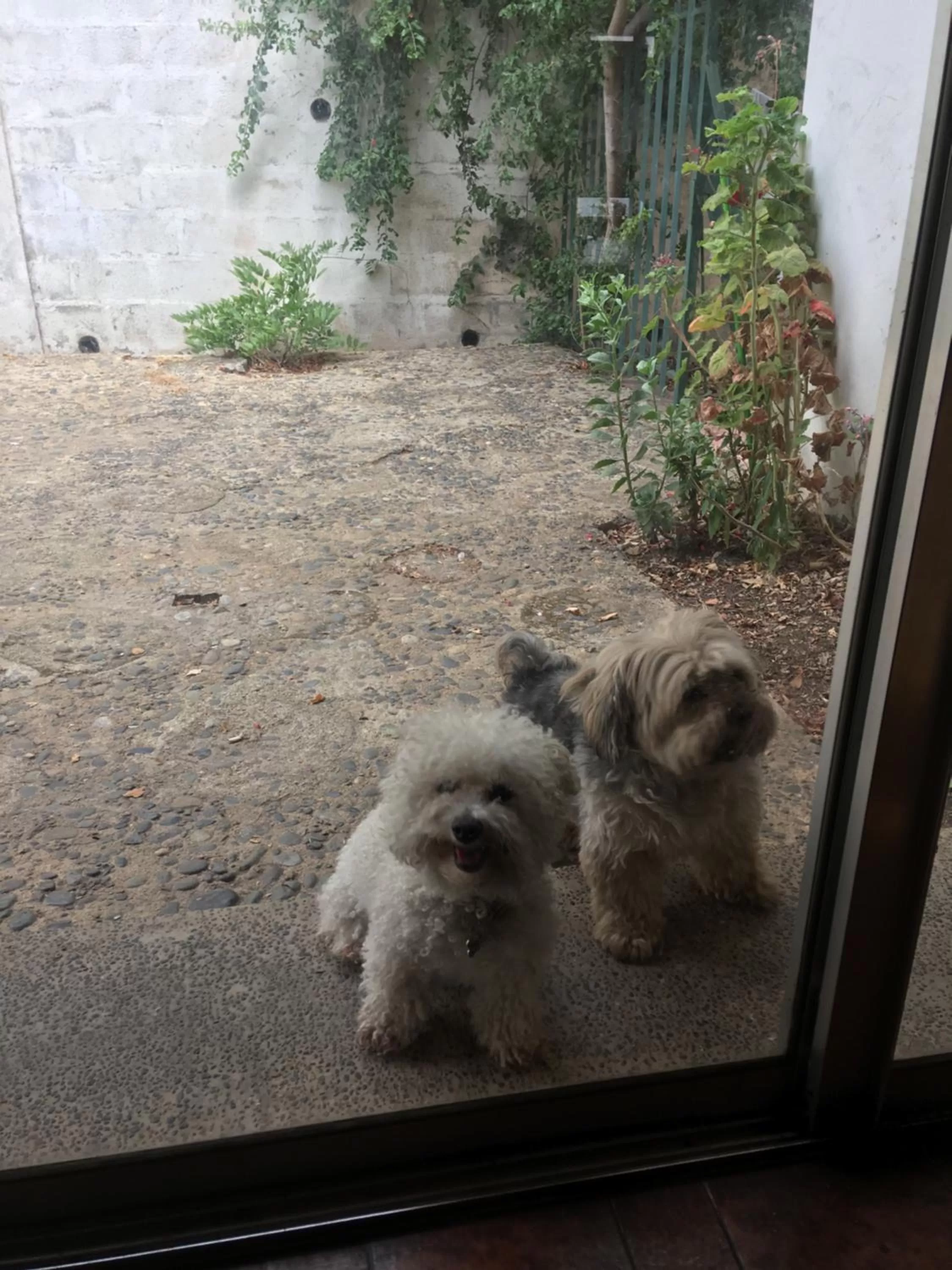 Pets in My Father's House Bed & Breakfast