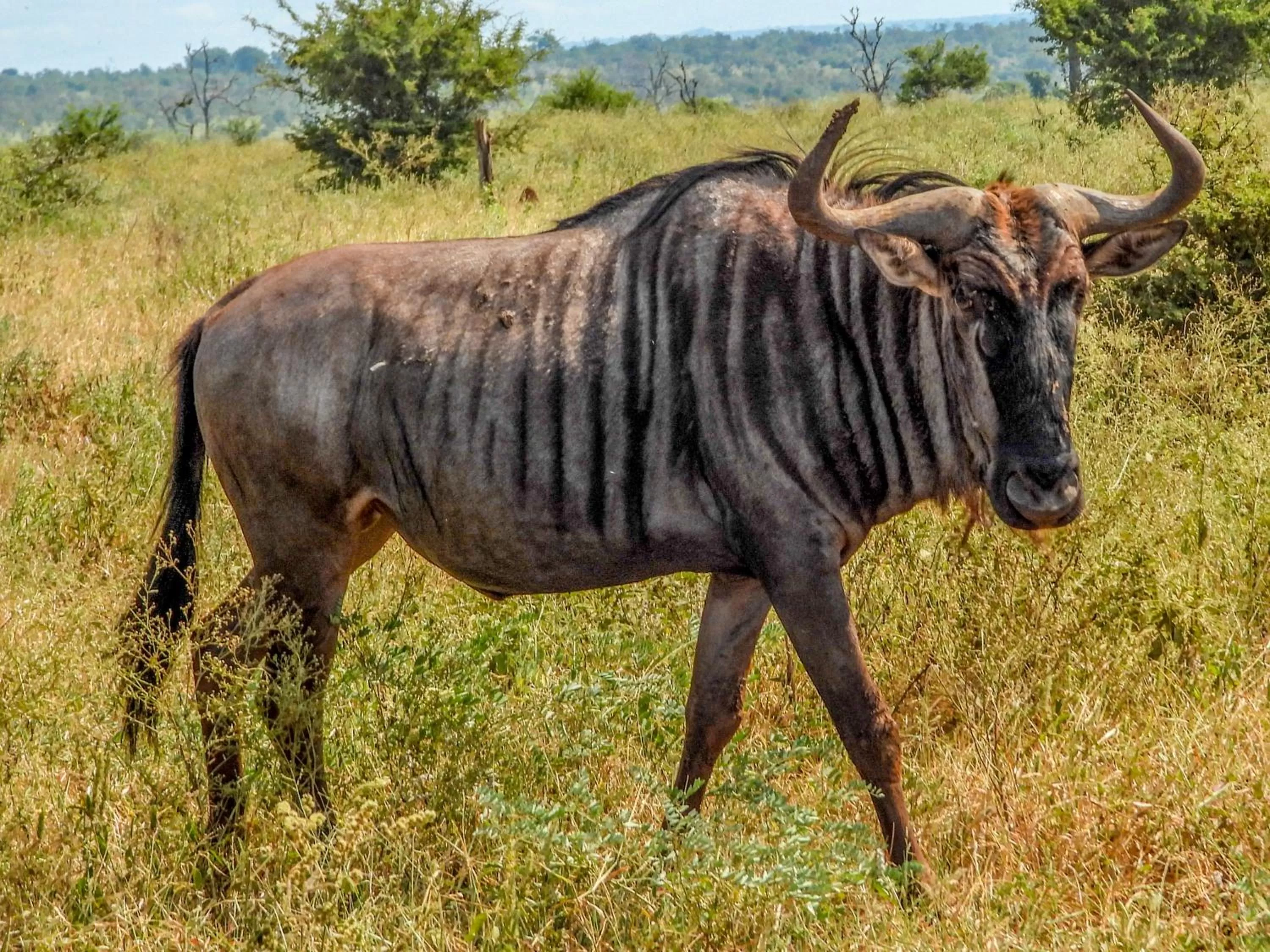 Animals in SleepOver Komatipoort