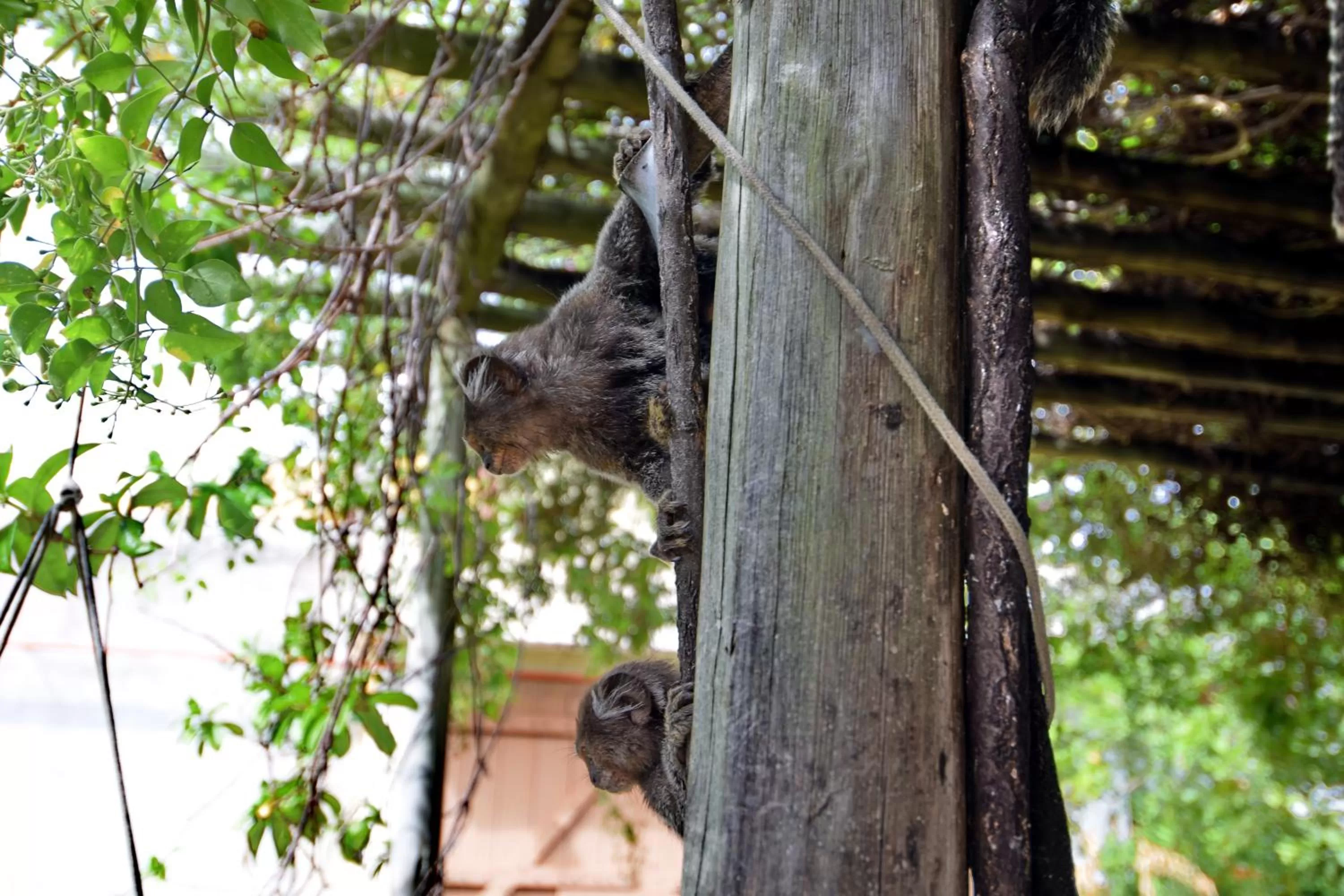 Animals, Other Animals in Pousada Ipitanga IV