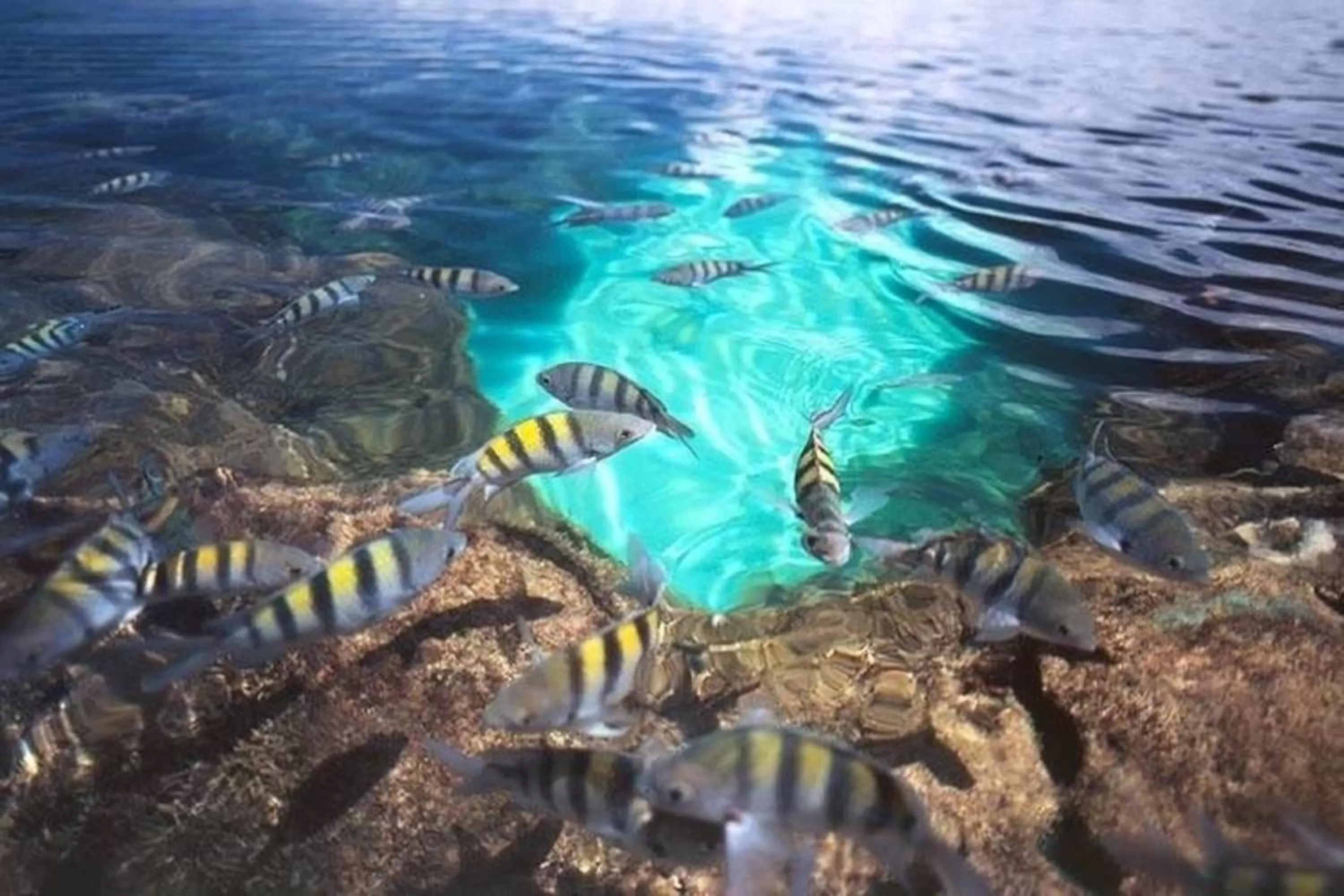 Autumn, Other Animals in Pousada Mariluz