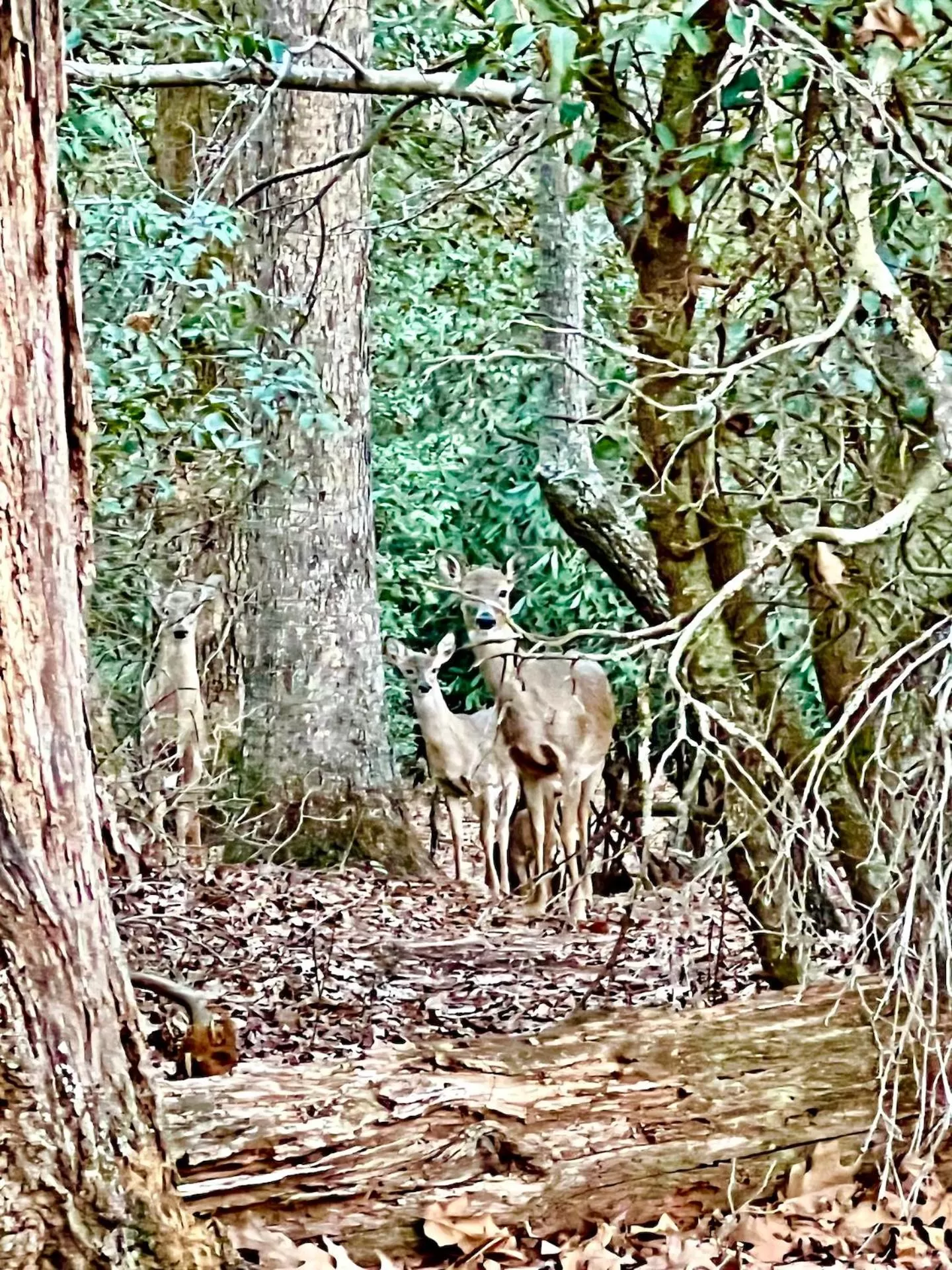 Natural landscape in SKYLARANNA Resort & SPA