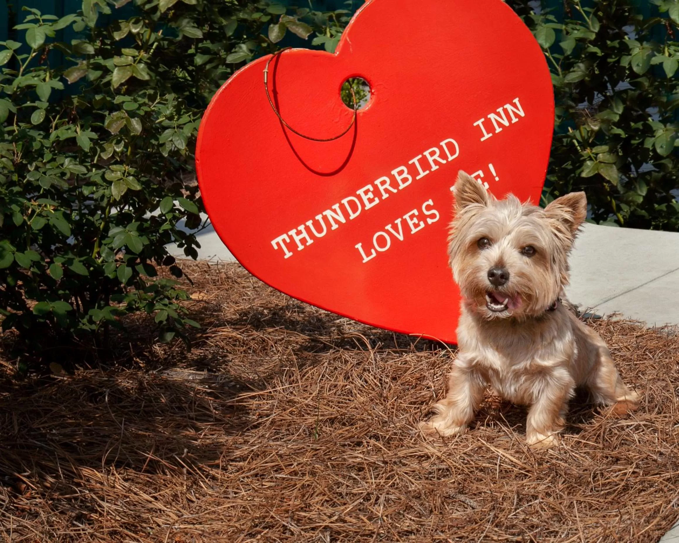 Property logo or sign in The Thunderbird Inn