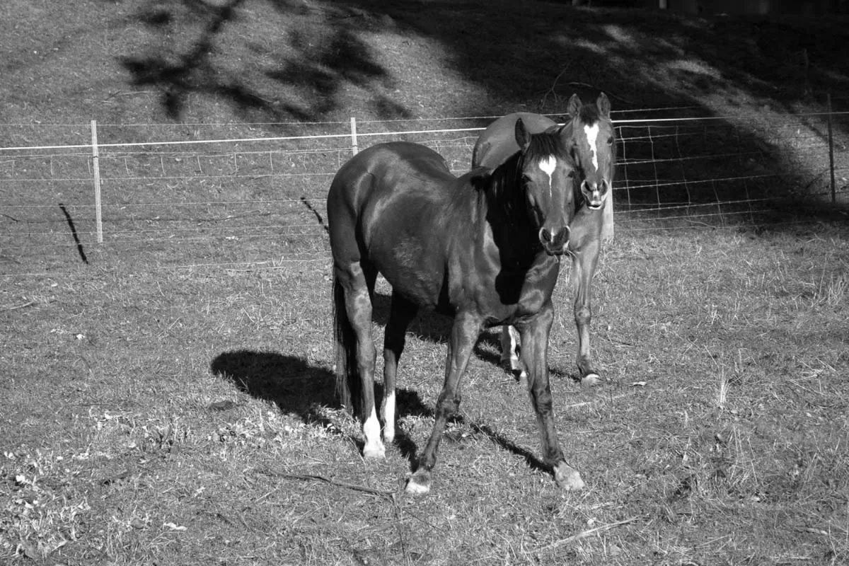 Pets in Rosewood Park Guest Suite