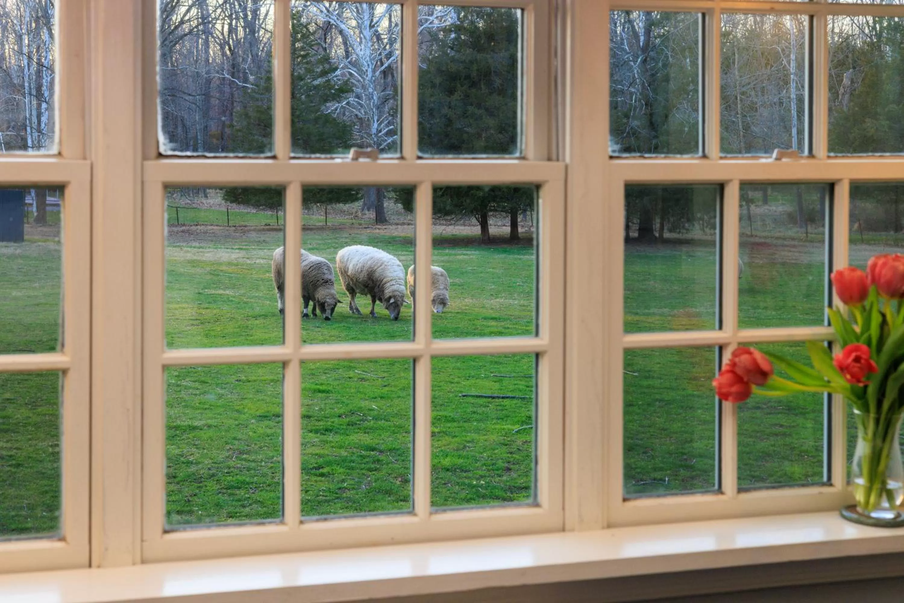 Animals, Other Animals in Woolverton Inn
