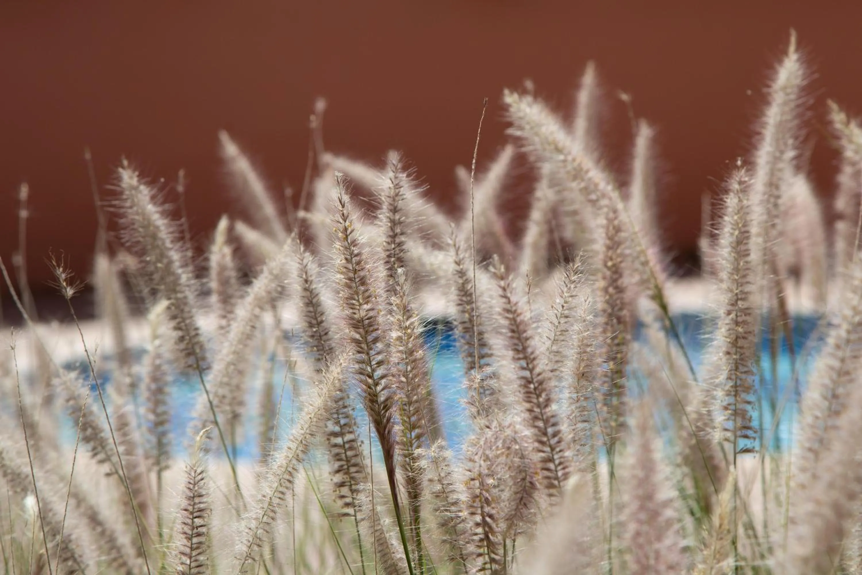 Pets in Rose Aqua Park Hotel