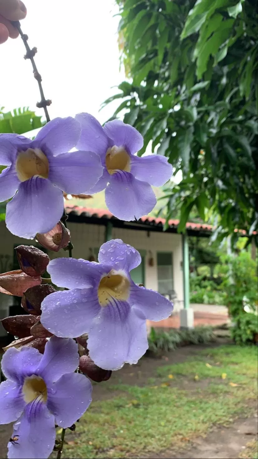 Area and facilities, Garden in Waka Hotel Rural