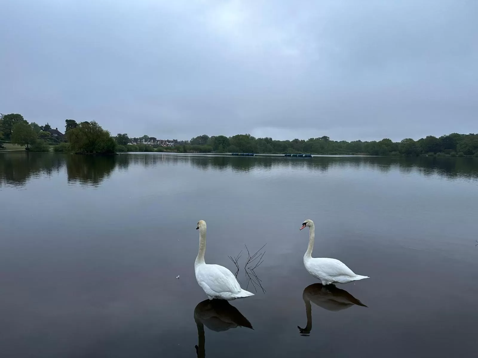 Other Animals in The Old Drum