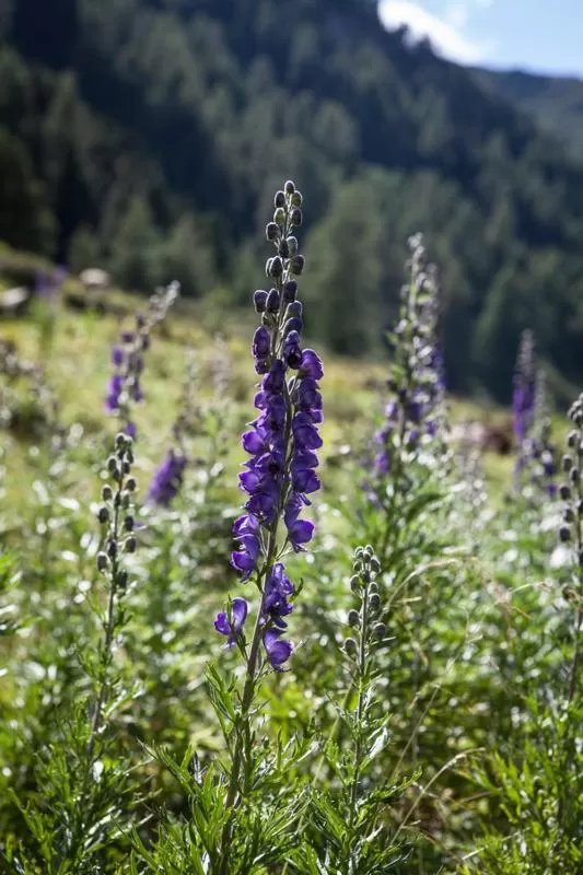 Natural landscape, Other Animals in Pension Fuchs