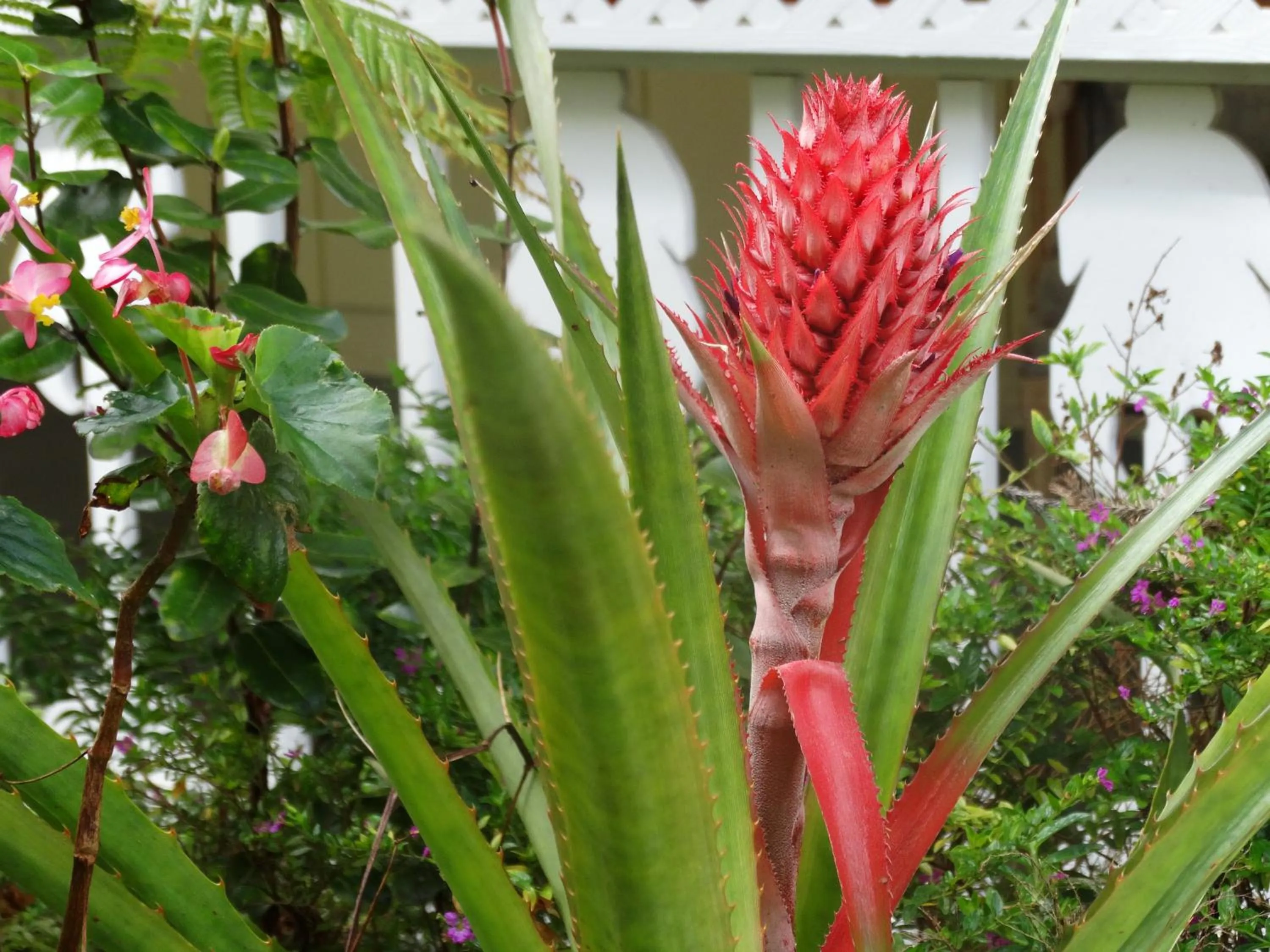 Garden in Lokahi Lodge