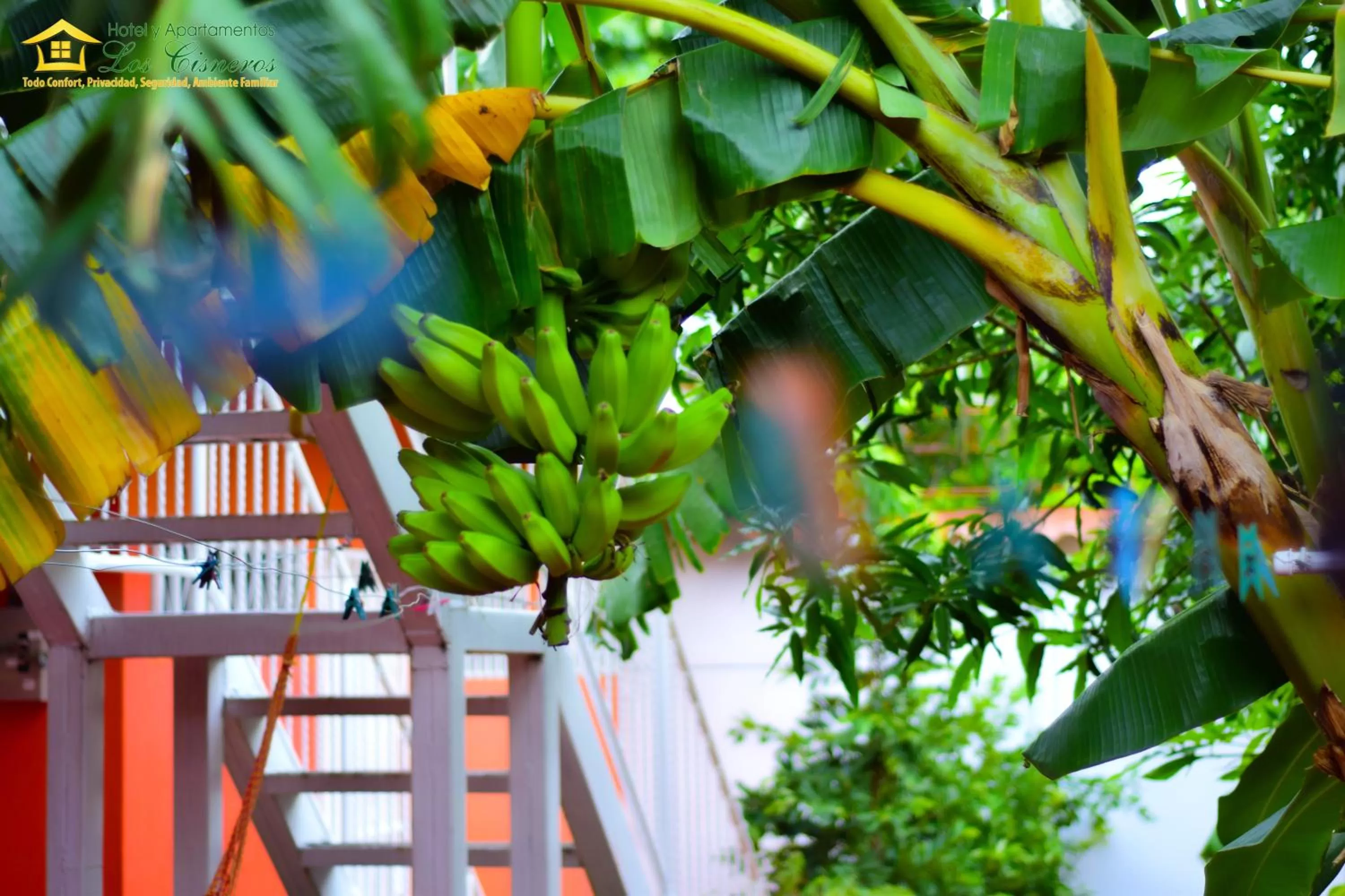 Garden view in Hotel y Apartments Los Cisneros
