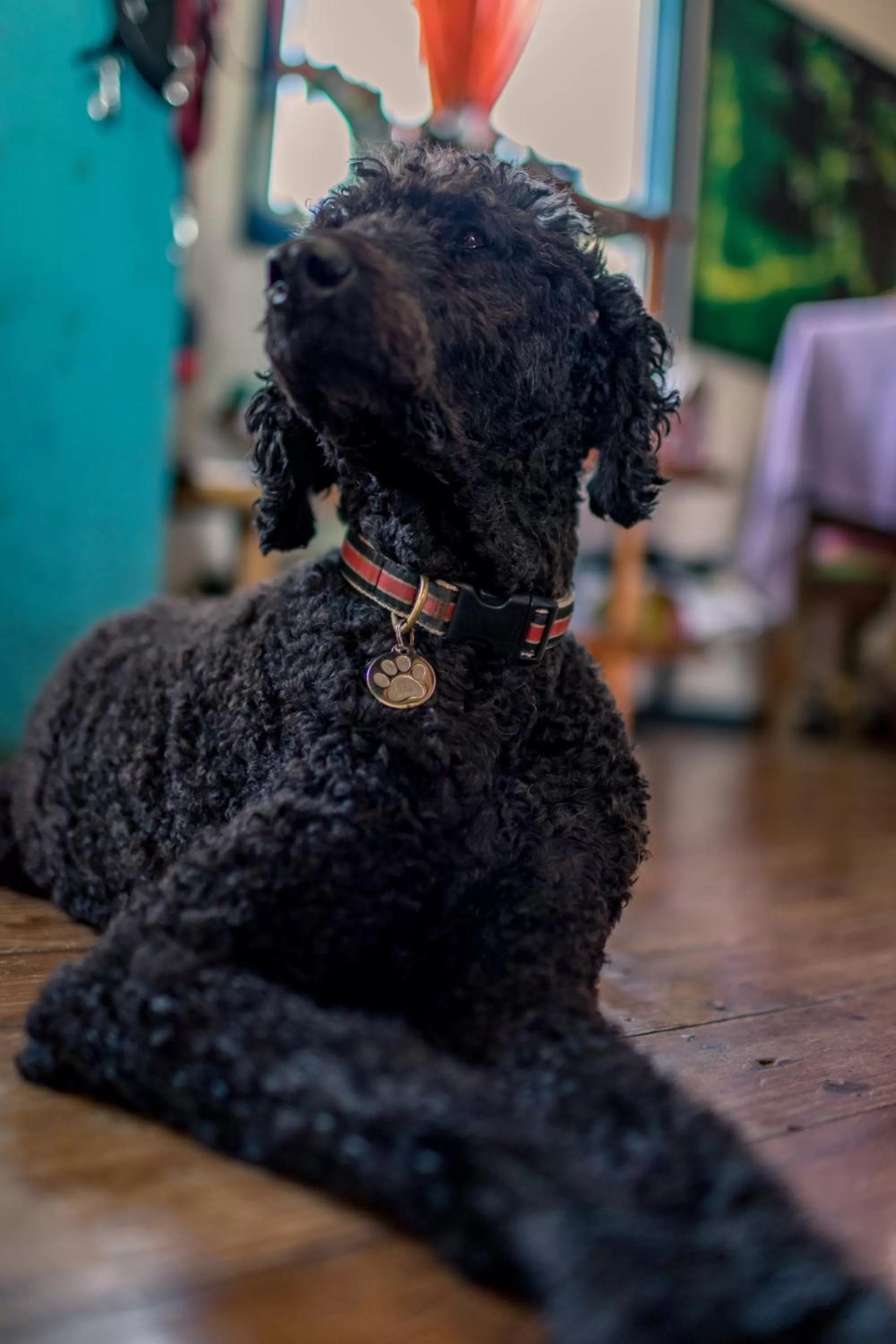 Pets in Barrbra BnB Over The Sea